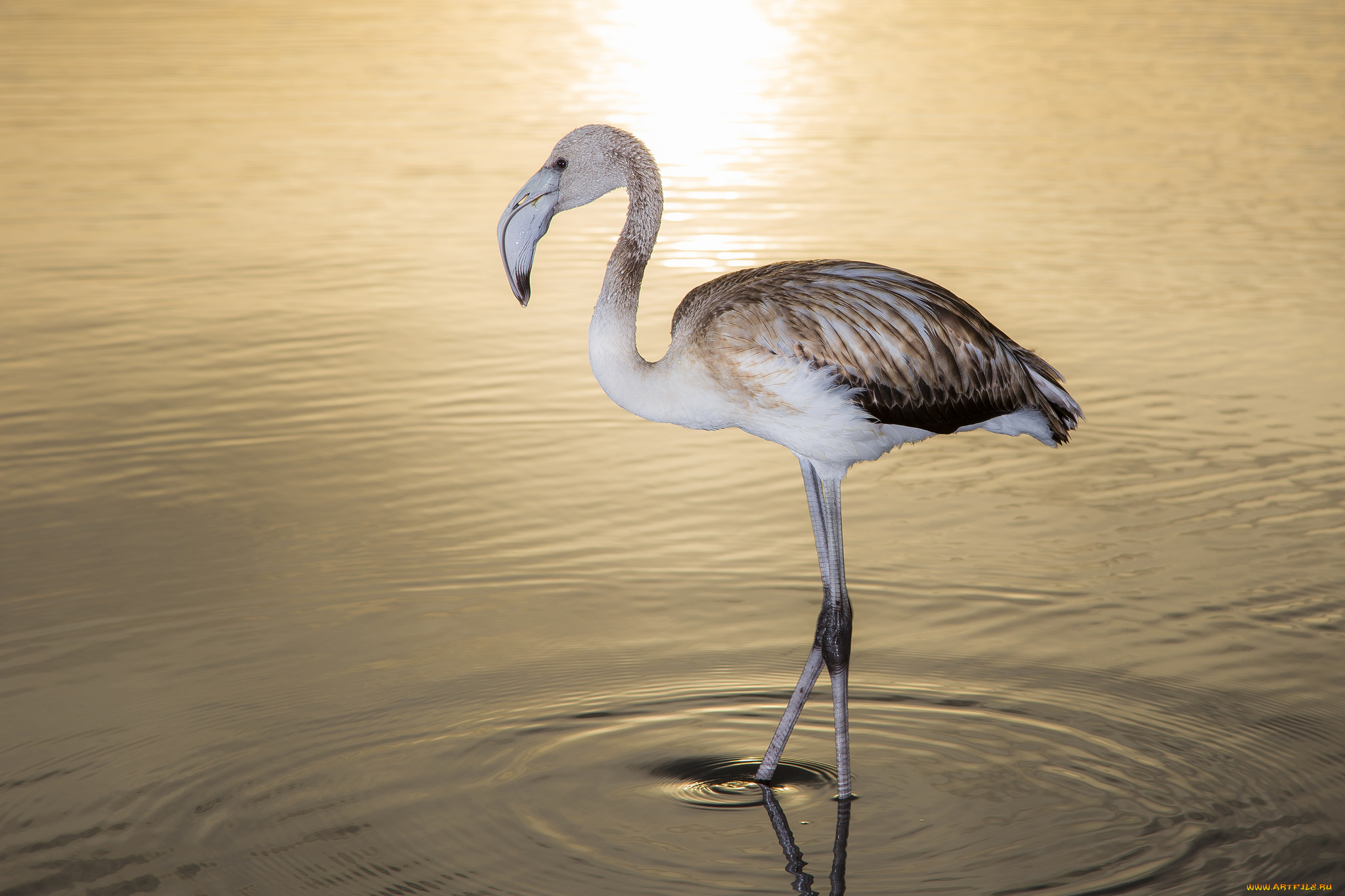 животные, фламинго, небо, вечер, закат, озеро