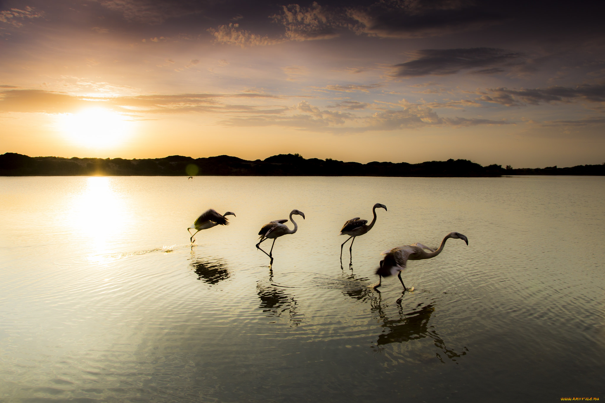 животные, фламинго, озеро, закат, птицы, вечер