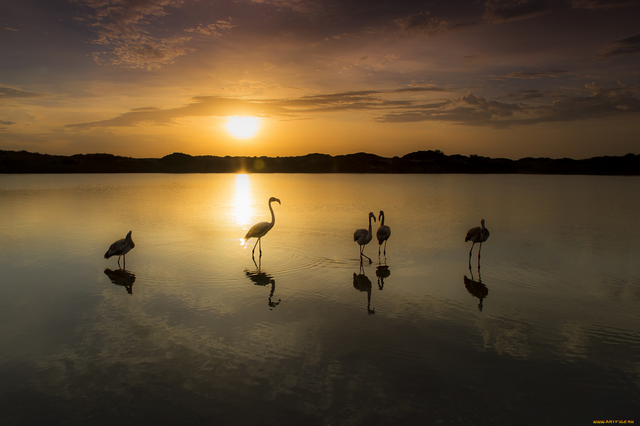 животные, фламинго, вечер, небо, озеро, закат