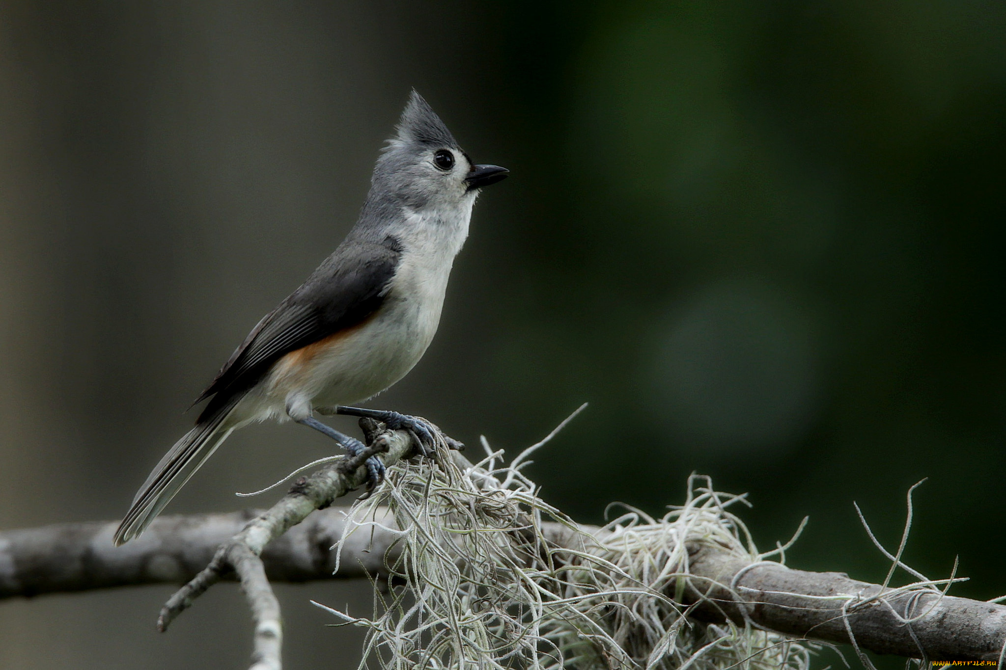 животные, кардиналы, фон, ветка, птица