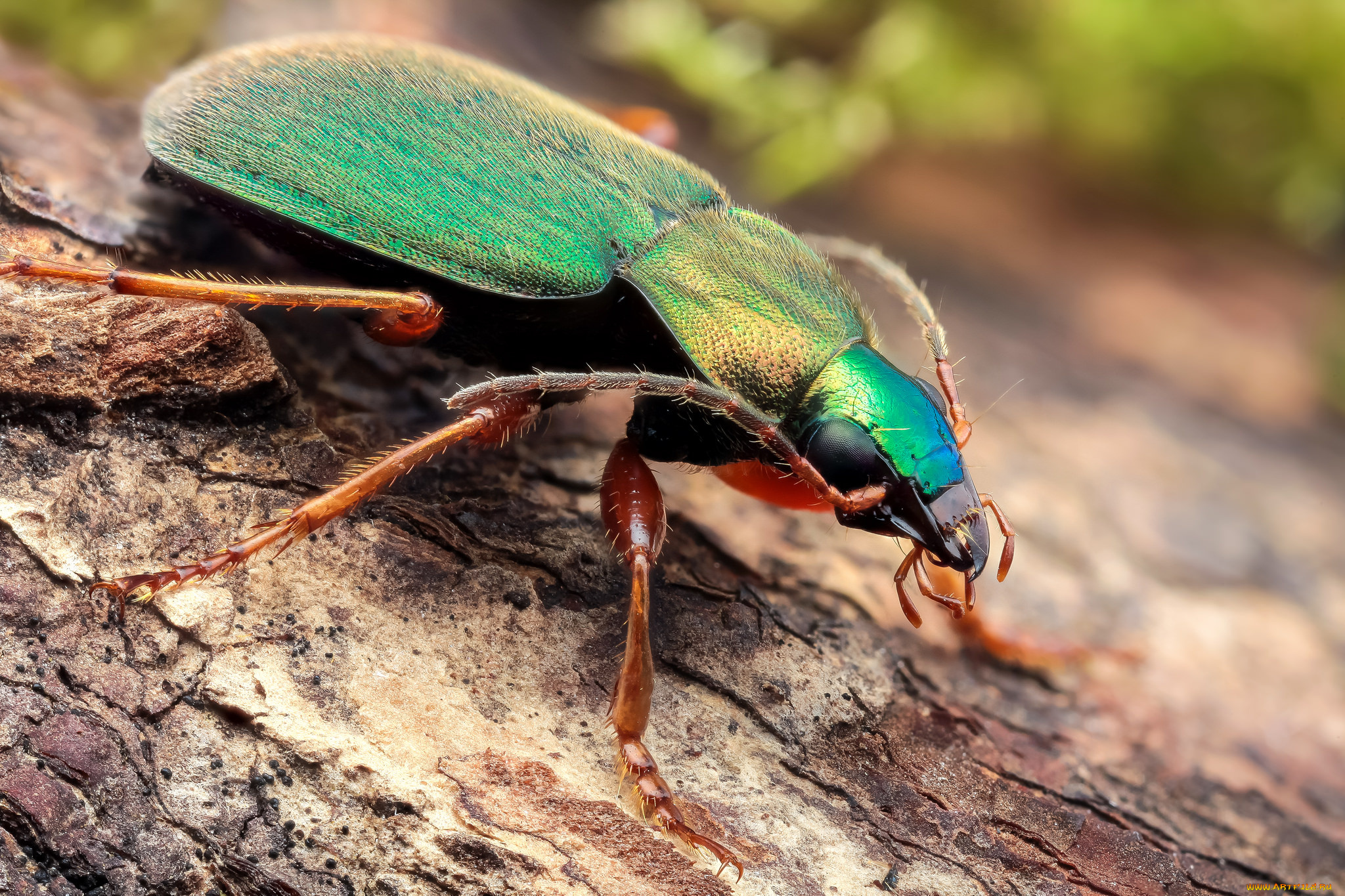 животные, насекомые, жучок