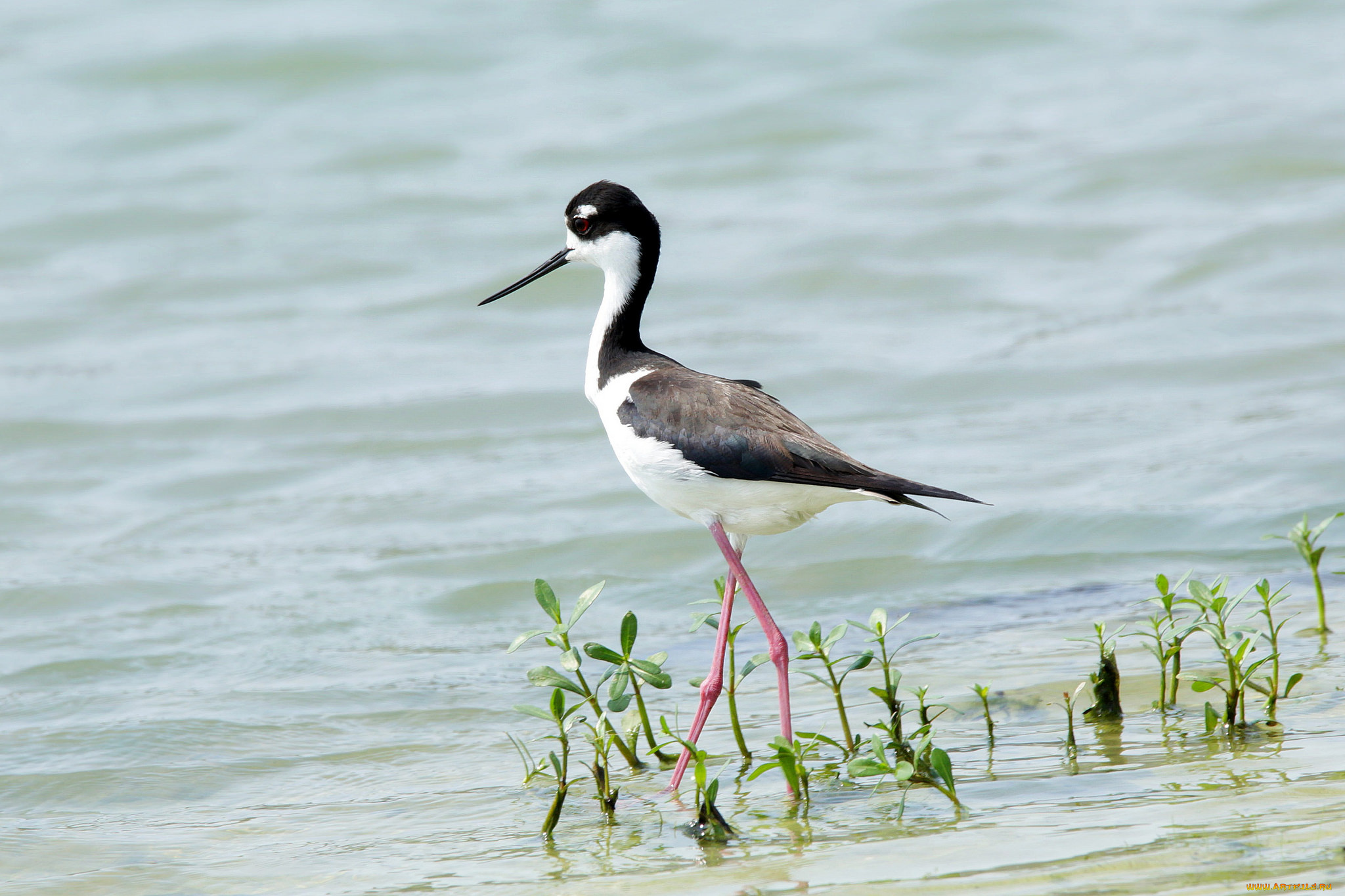 животные, птицы, птица, вода, растение