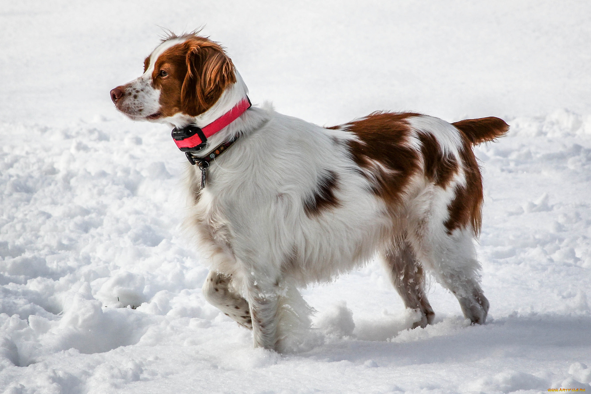животные, собаки, пес