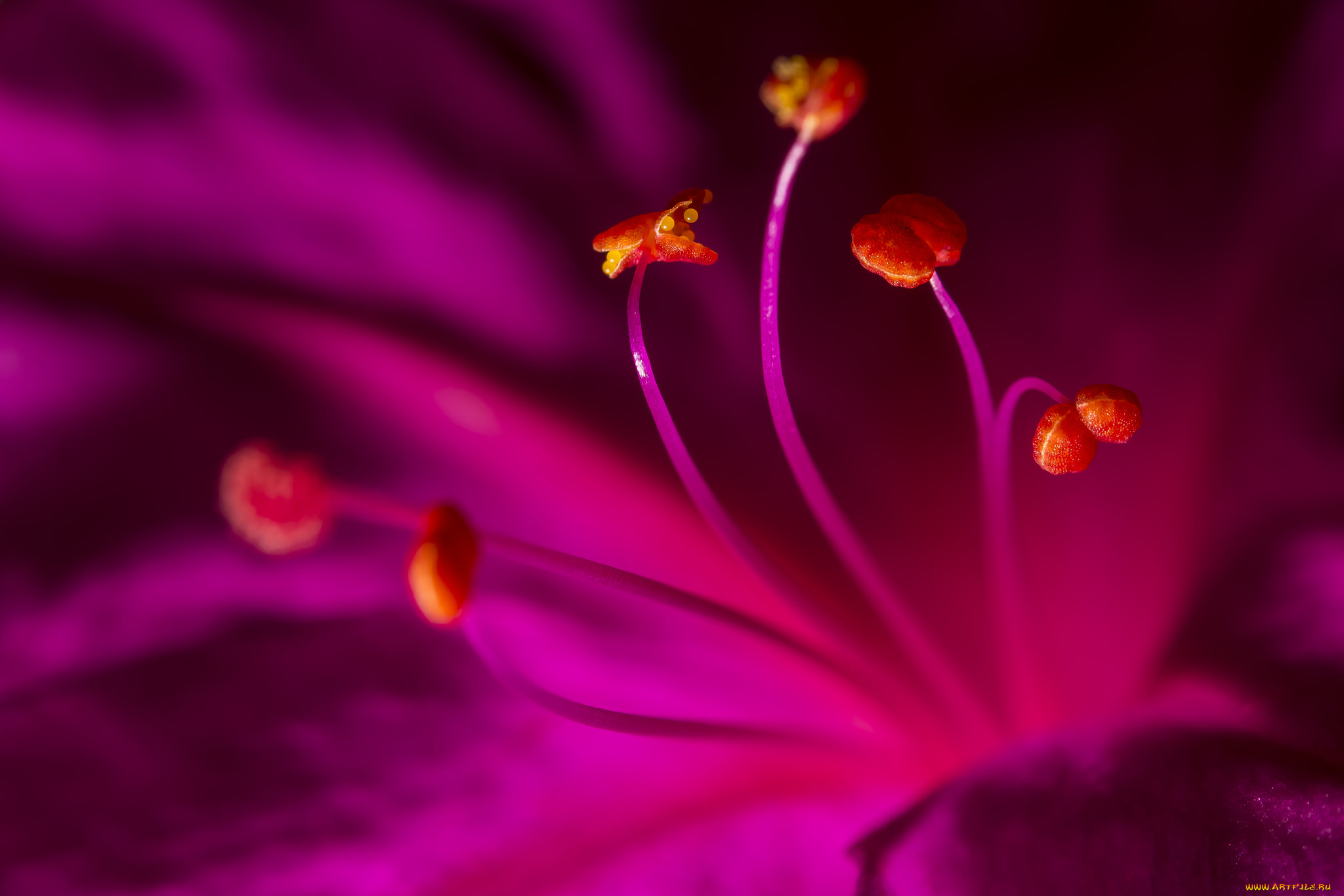 цветы, петунии, , калибрахоа, тычинки, цветок, малиновый, макро