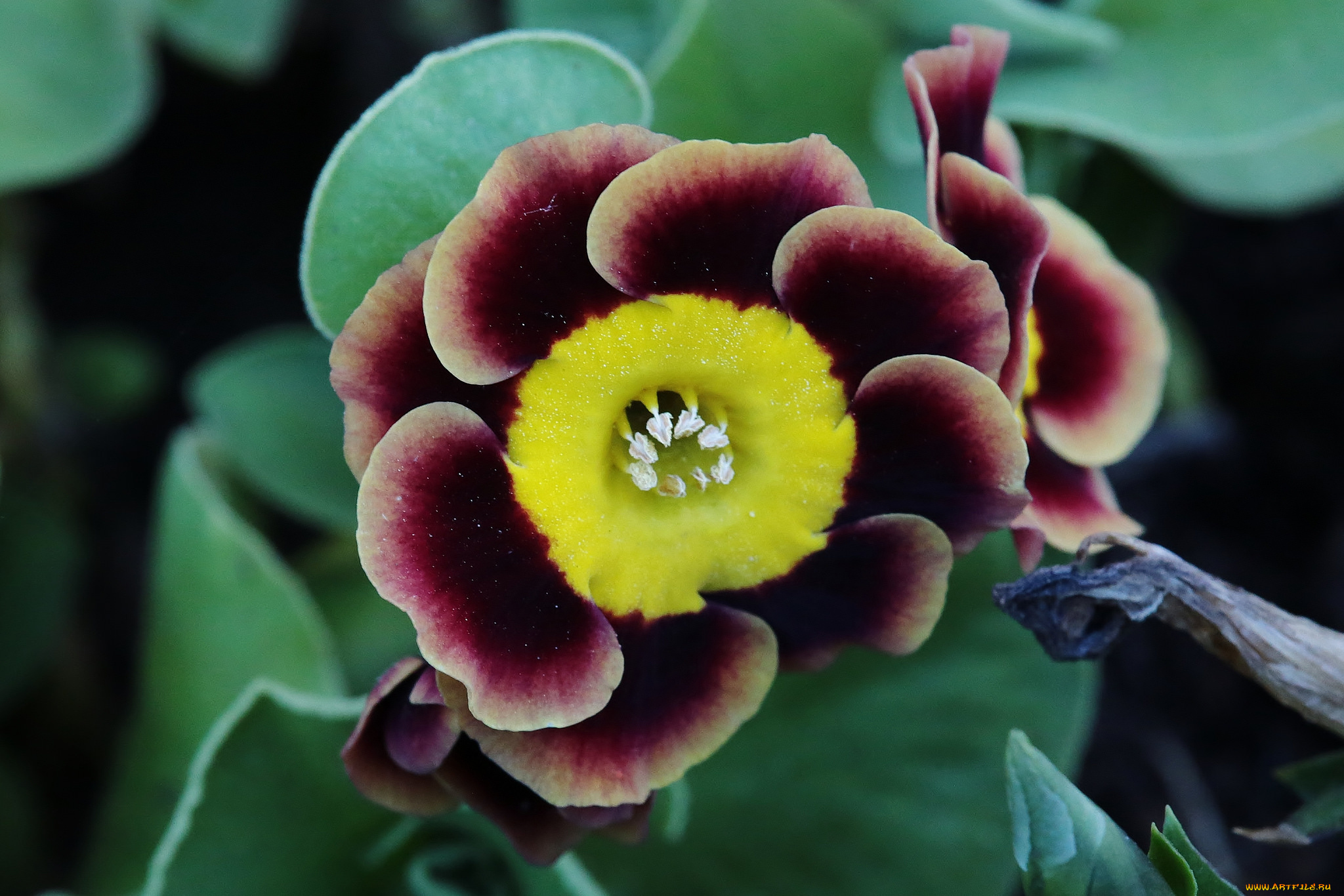 цветы, примулы, цветок, макро, весна