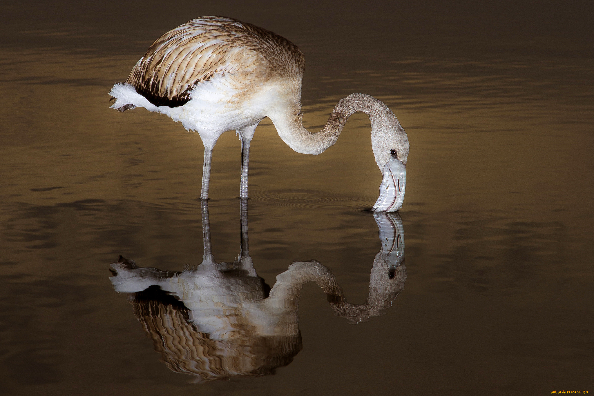 животные, фламинго, птица, вода, озеро