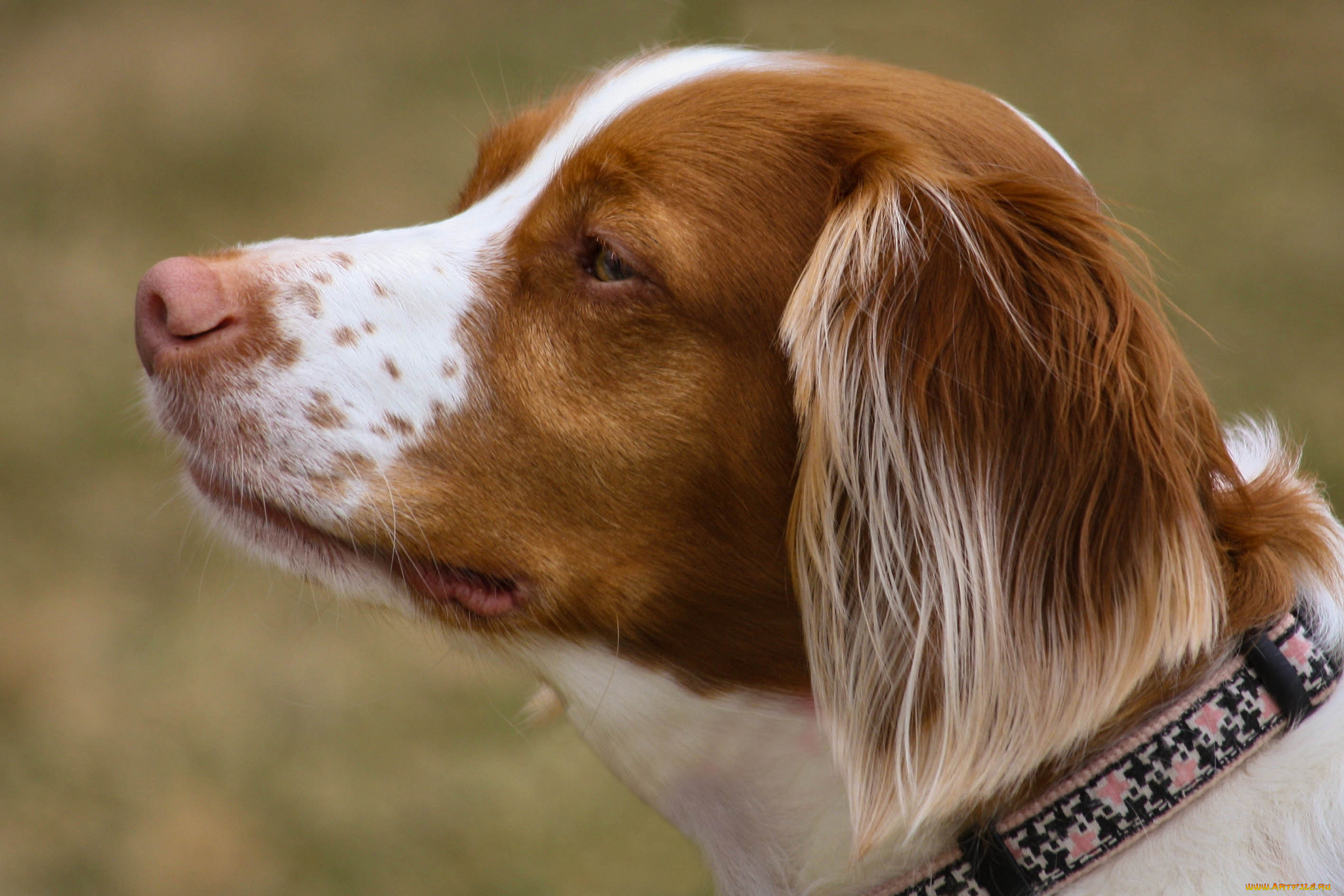 животные, собаки, пес