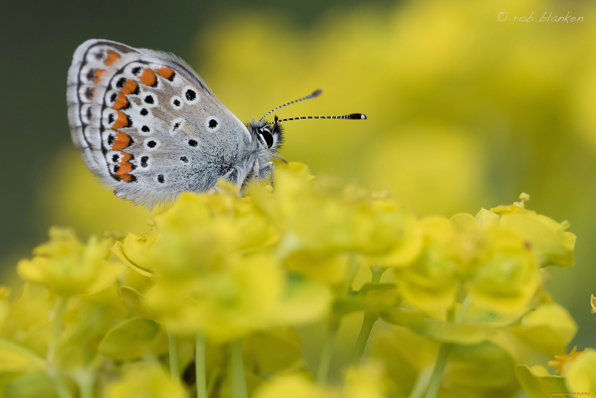 животные, бабочки, , мотыльки, , моли, бабочка, цветы, макро