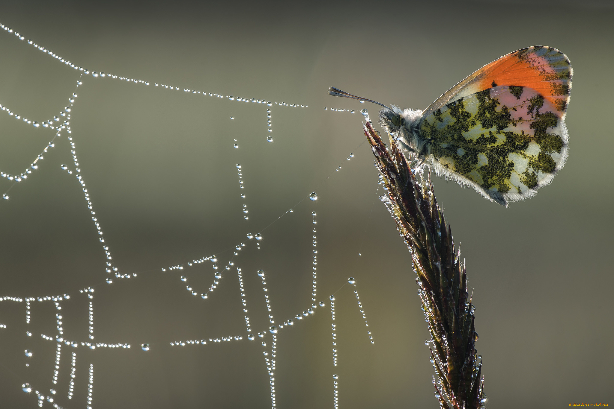 животные, бабочки, , мотыльки, , моли, фон, макро, утро, бабочка, роса, паутина, капли