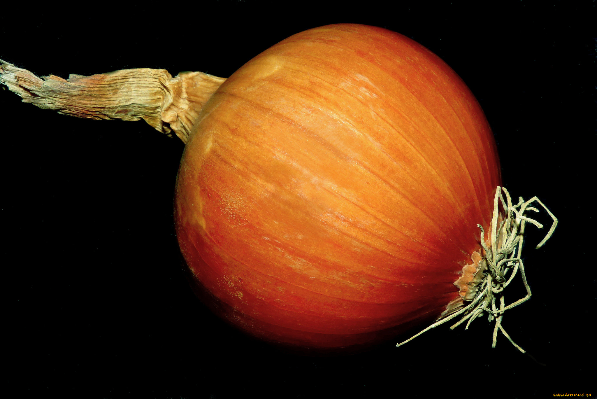 еда, лук, луковица