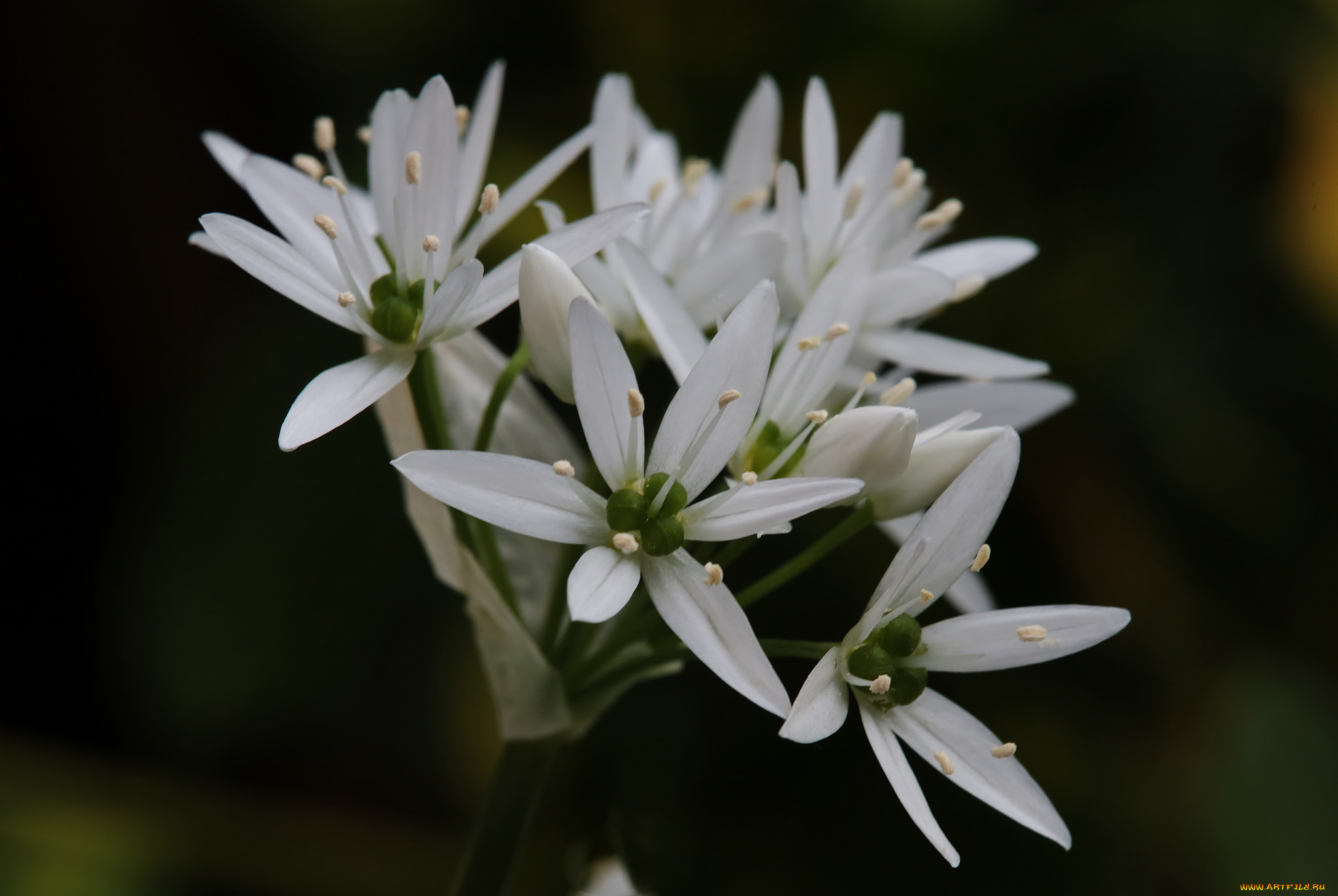 цветы, луговые, , полевые, , цветы, макро, белые