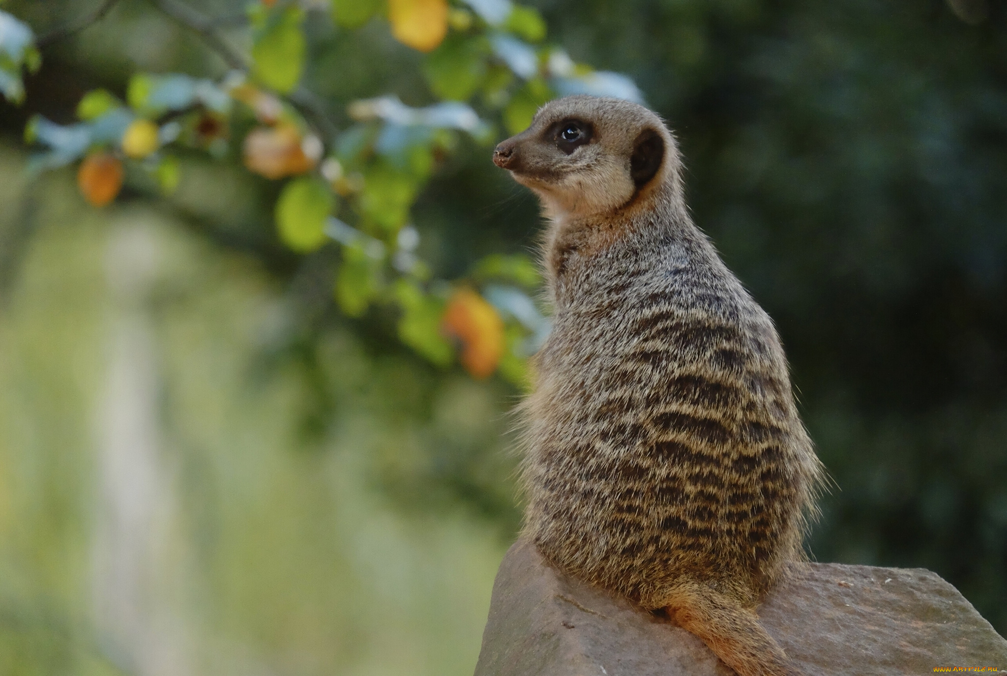 животные, сурикаты, камень, сидит, сурикат
