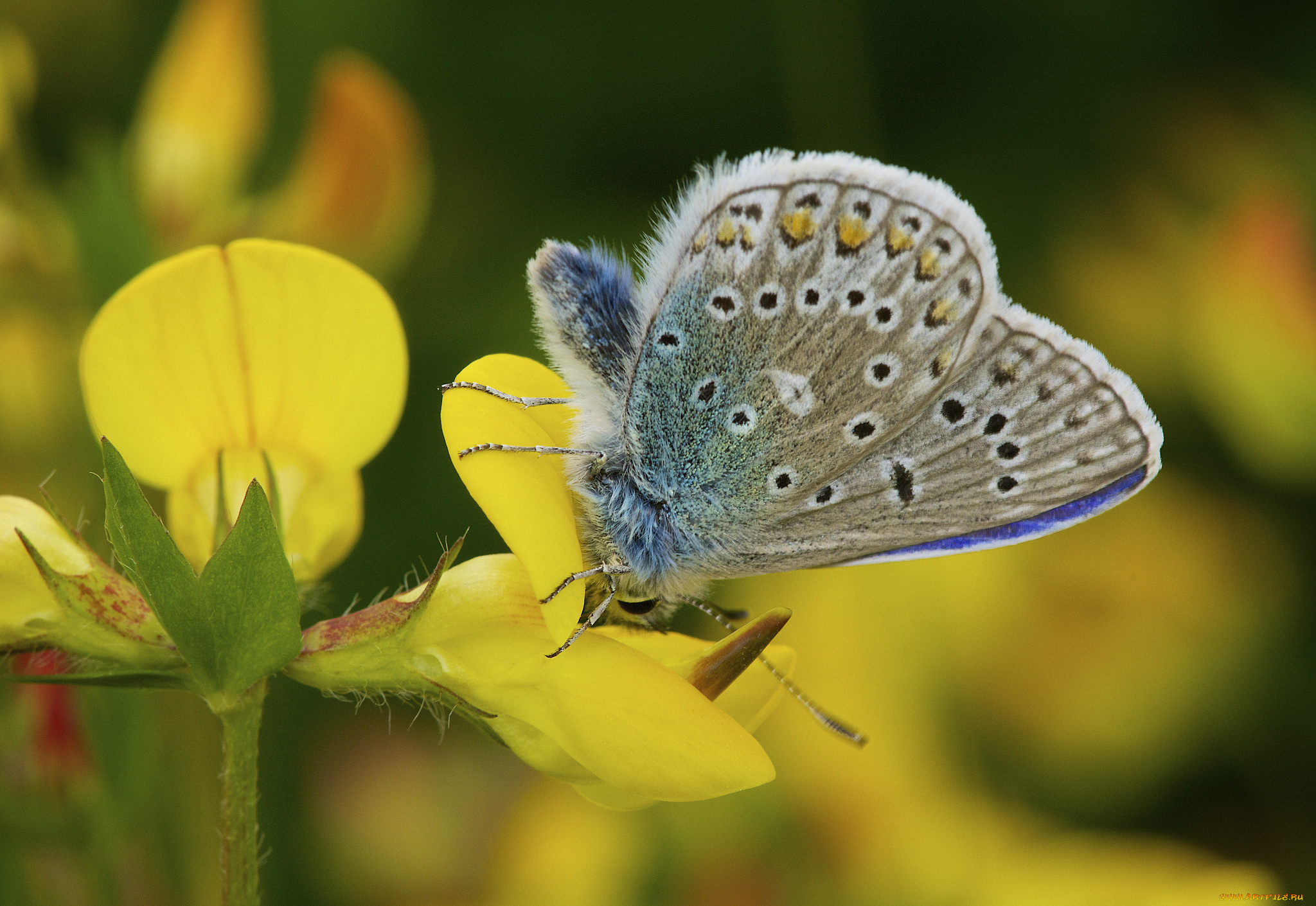 животные, бабочки, , мотыльки, , моли, фон, цветы, макро, бабочка