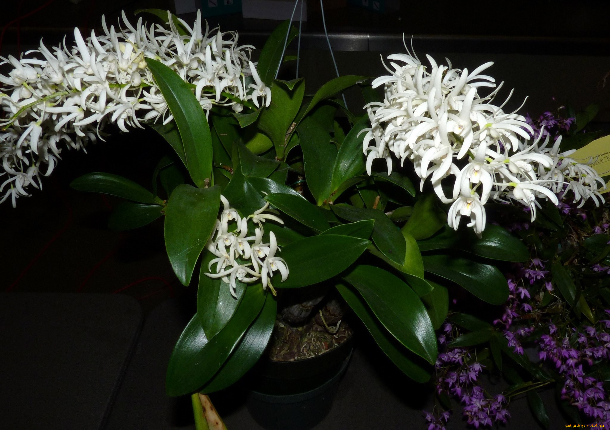 цветы, орхидеи, листья