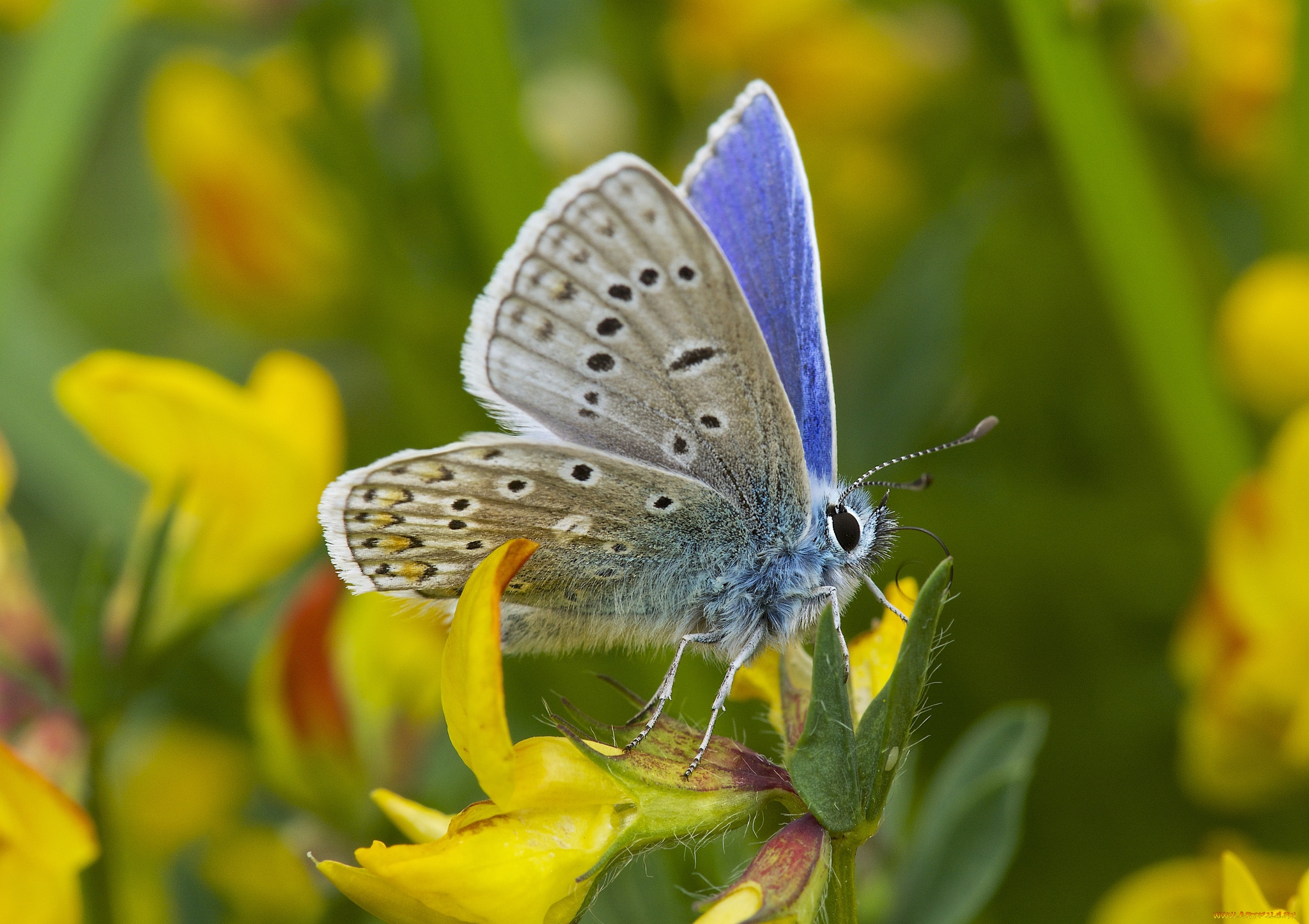 животные, бабочки, , мотыльки, , моли, усики, крылья, бабочка, макро