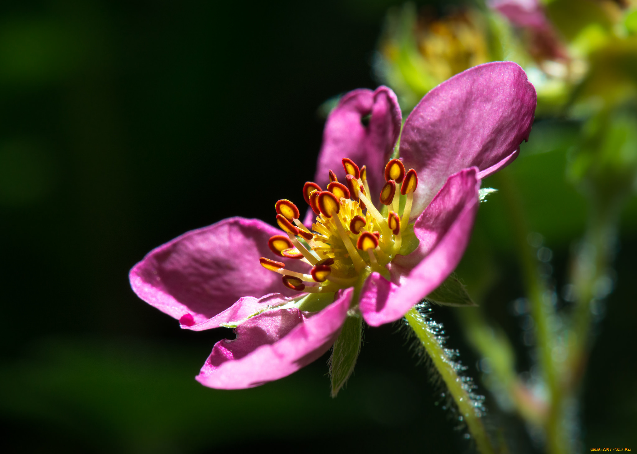 цветы, цветущие, овощи, , ягоды, макро, цветок, розовый, лепестки, тычинки