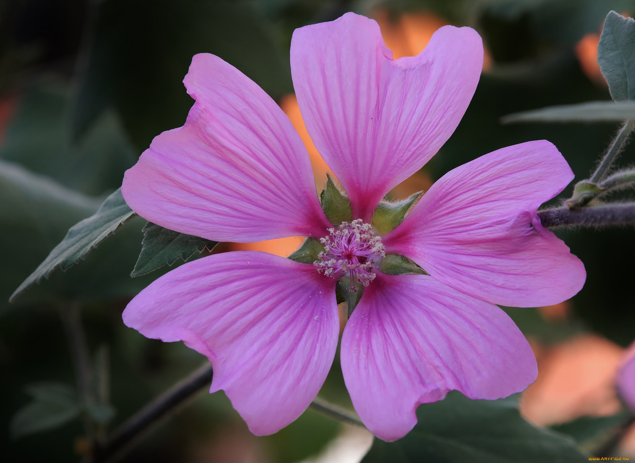 цветы, мальвы, лепестки, розовый, цветок, макро, мальва