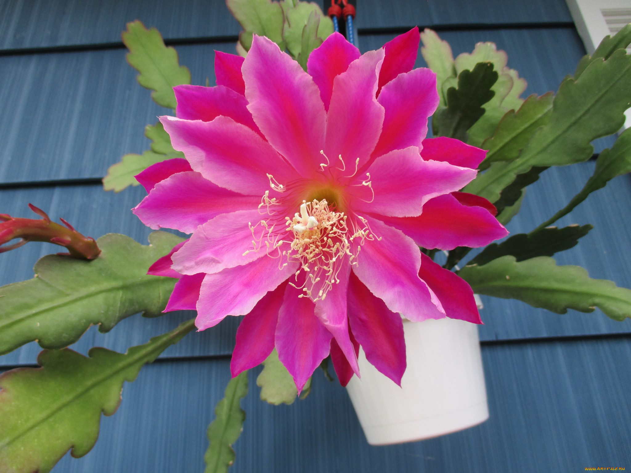 цветы, кактусы