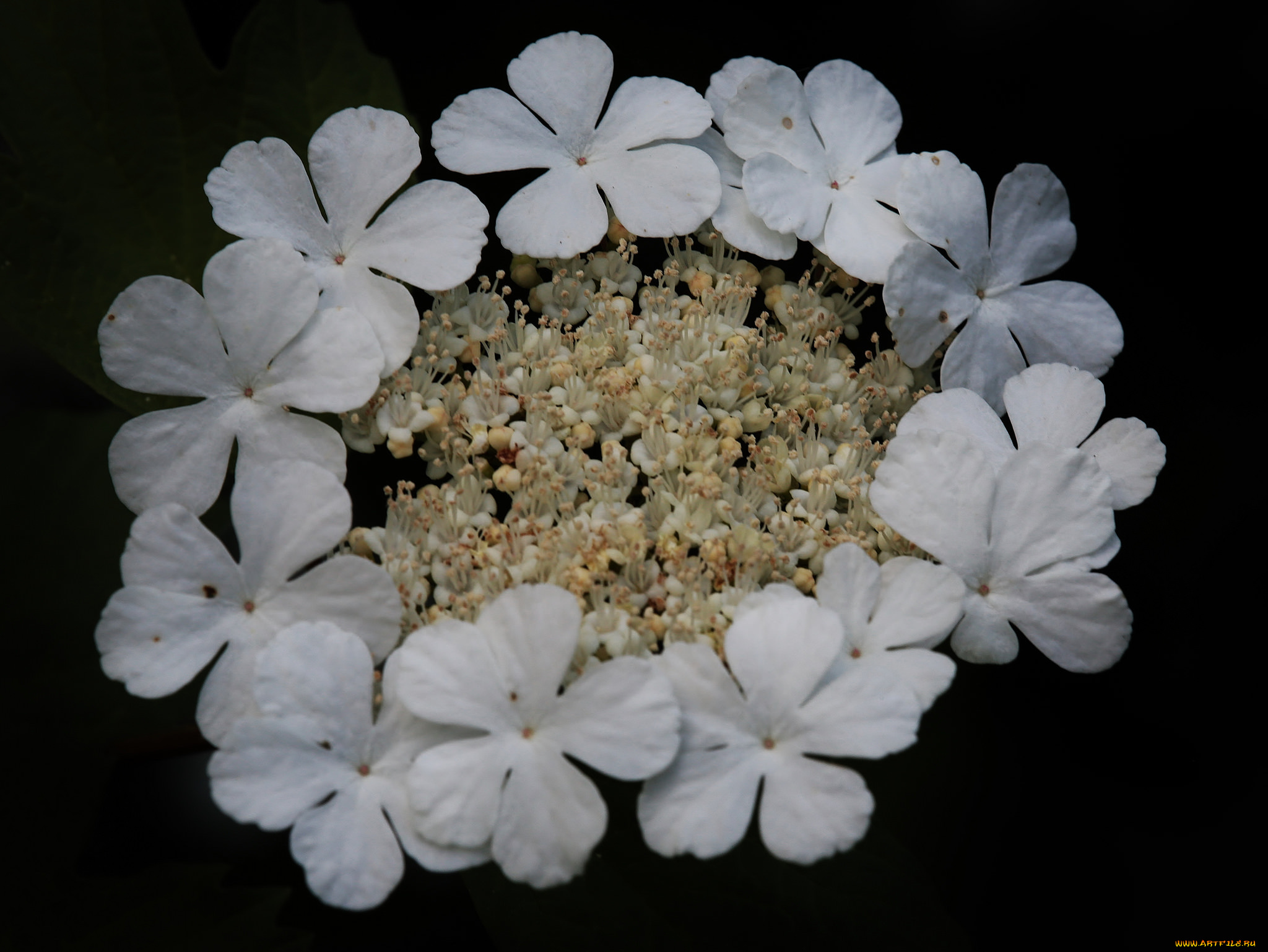 цветы, калина, , бульдонеж, макро, калина, чёрный, фон