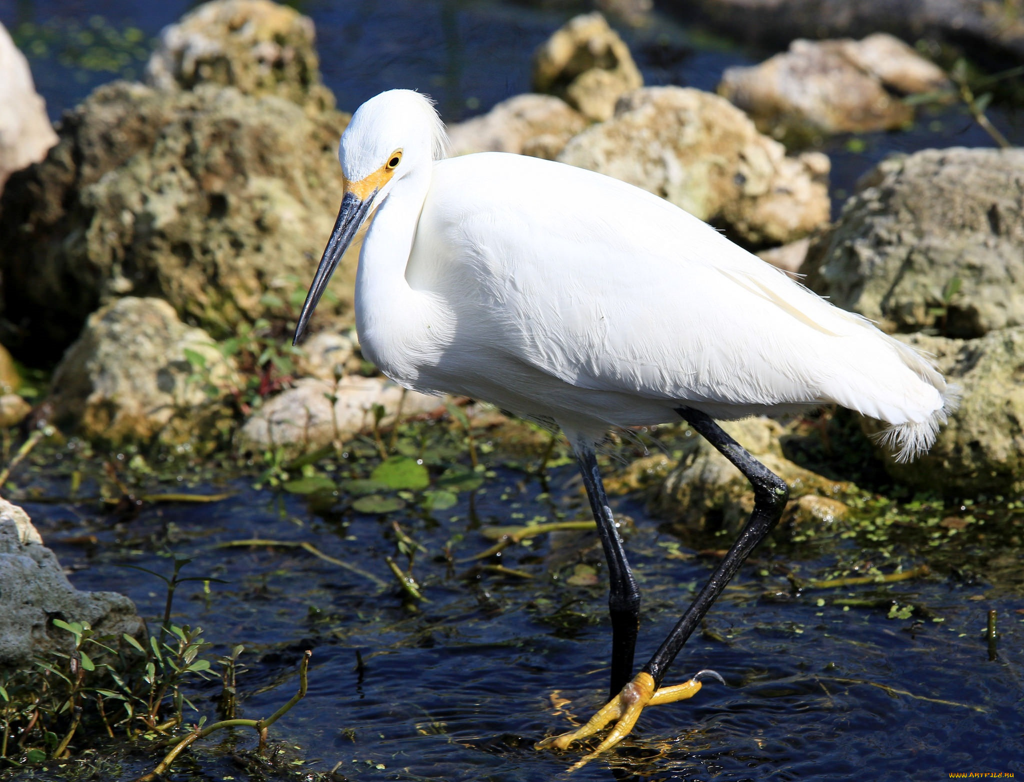 животные, цапли, , выпи, озеро, вода, птица, цапля