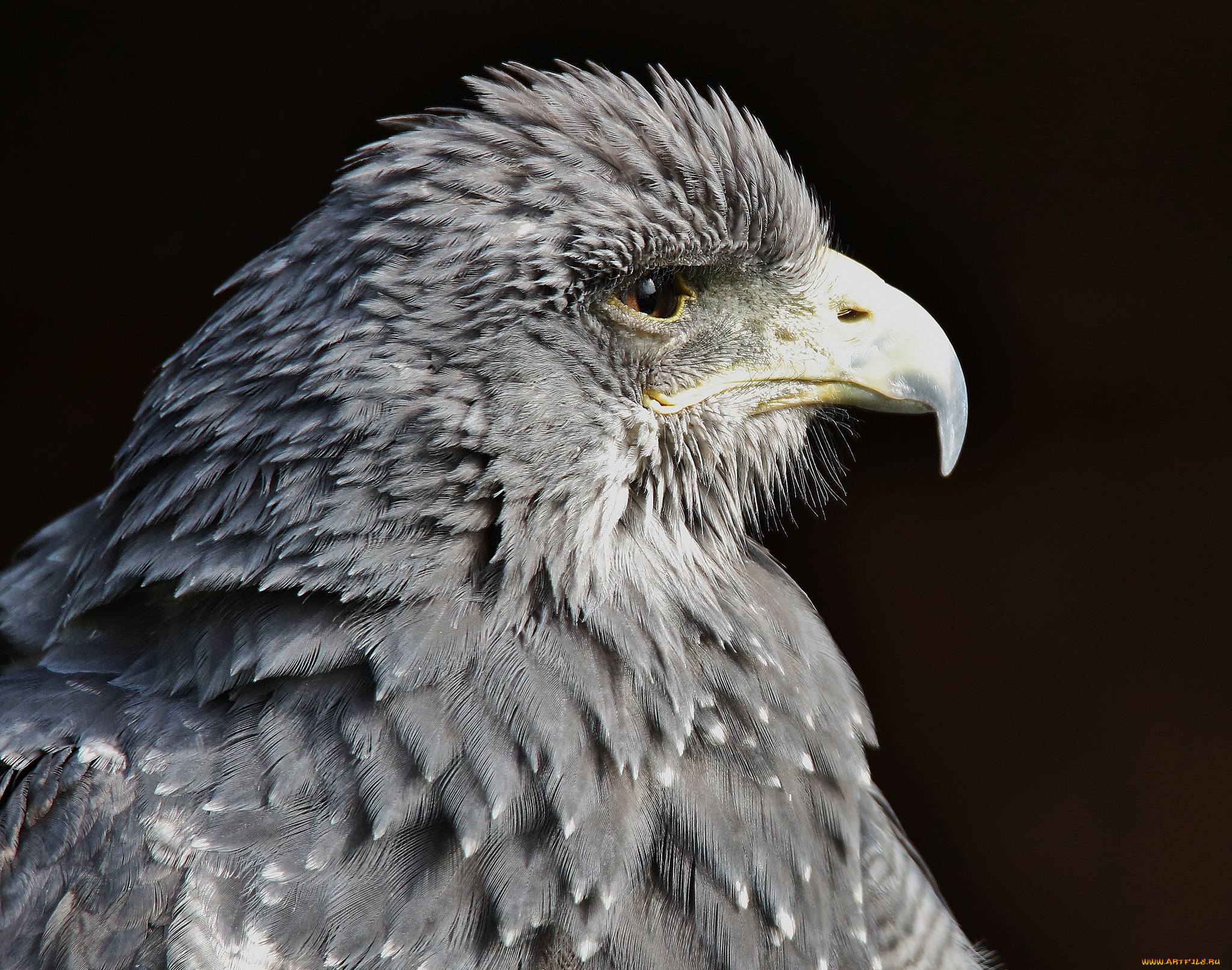 животные, птицы, -, хищники, птица, взгляд, хищник