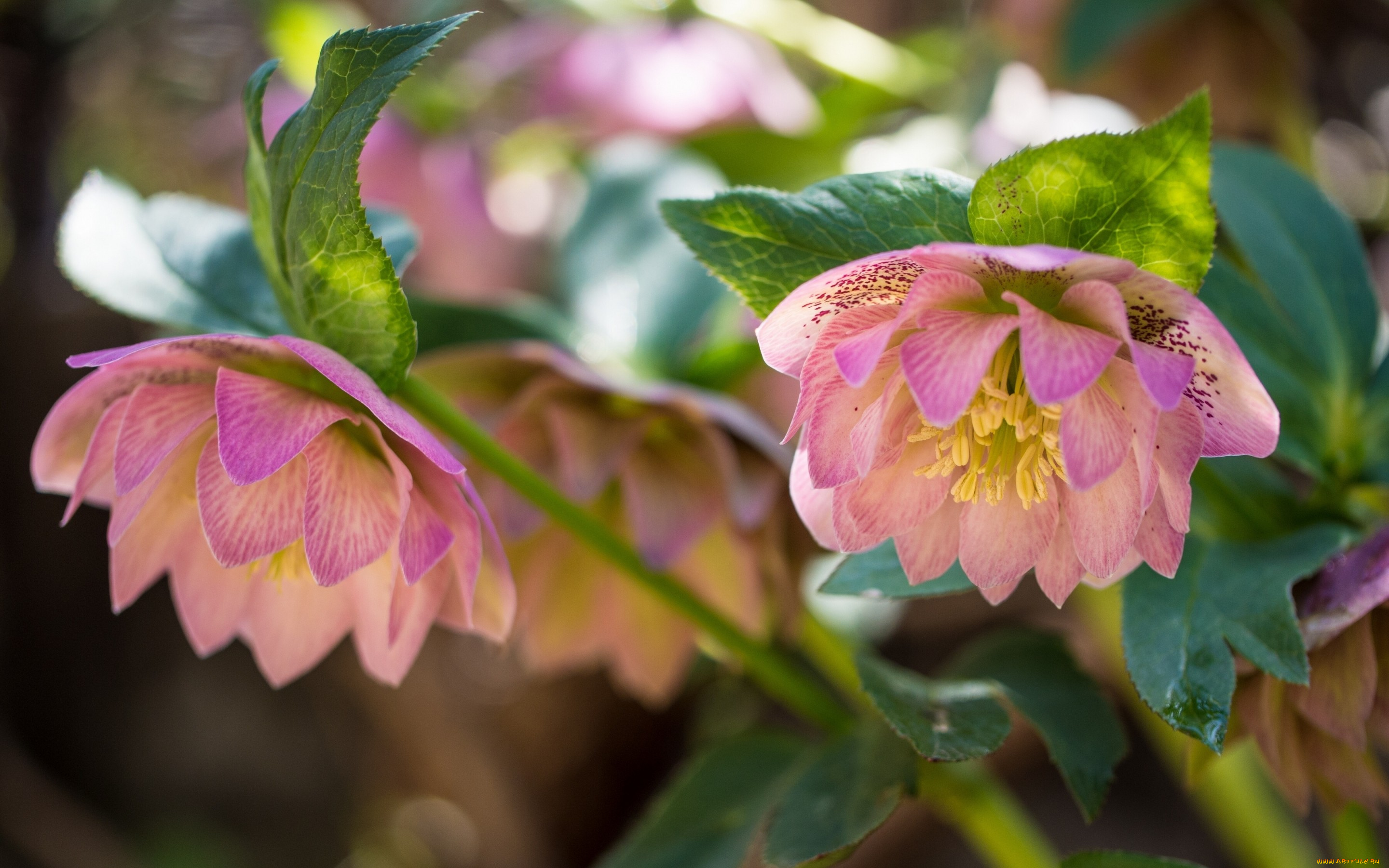 цветы, геллеборус, , морозник, зимовник, макро