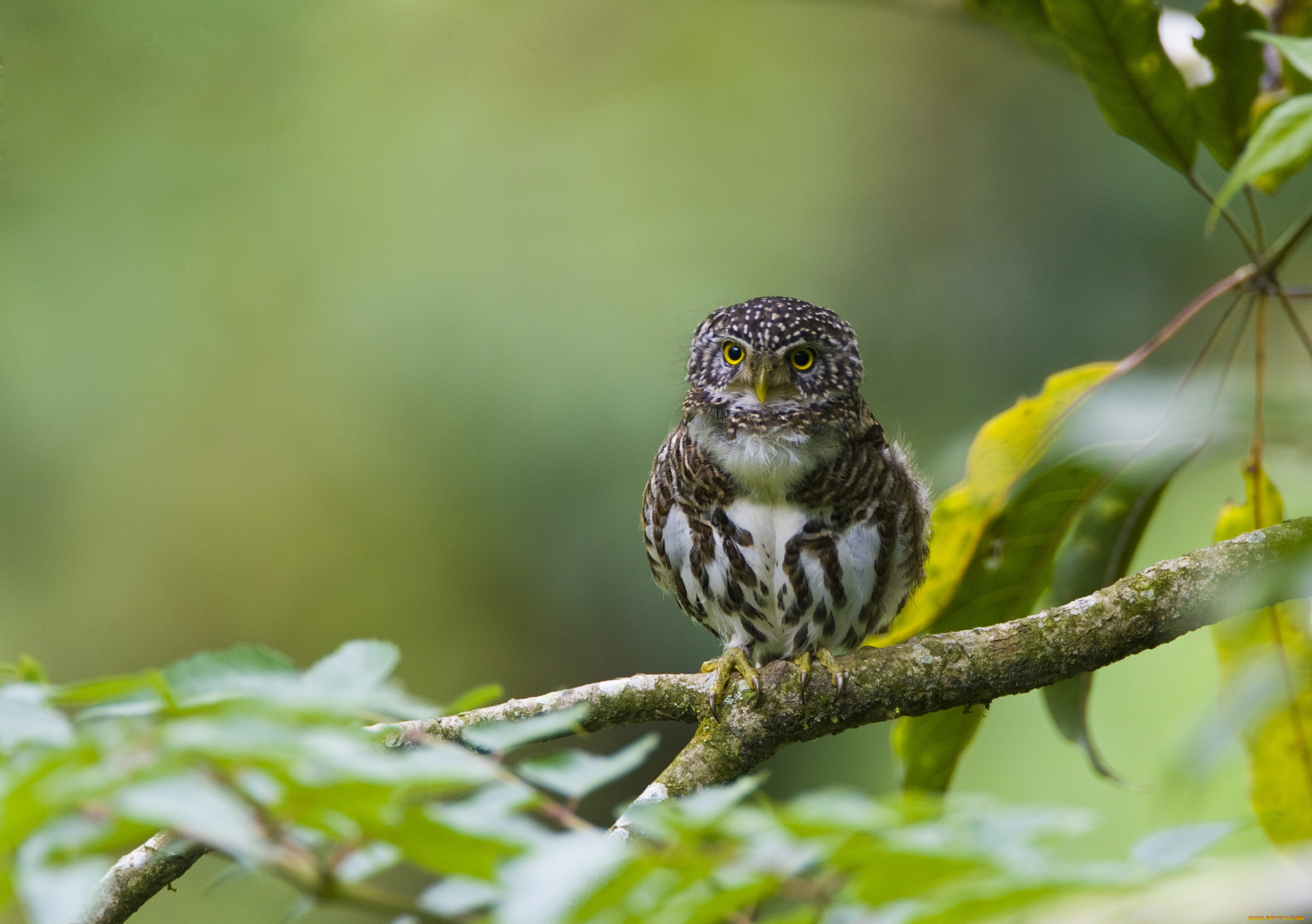 животные, совы, сова, ветка