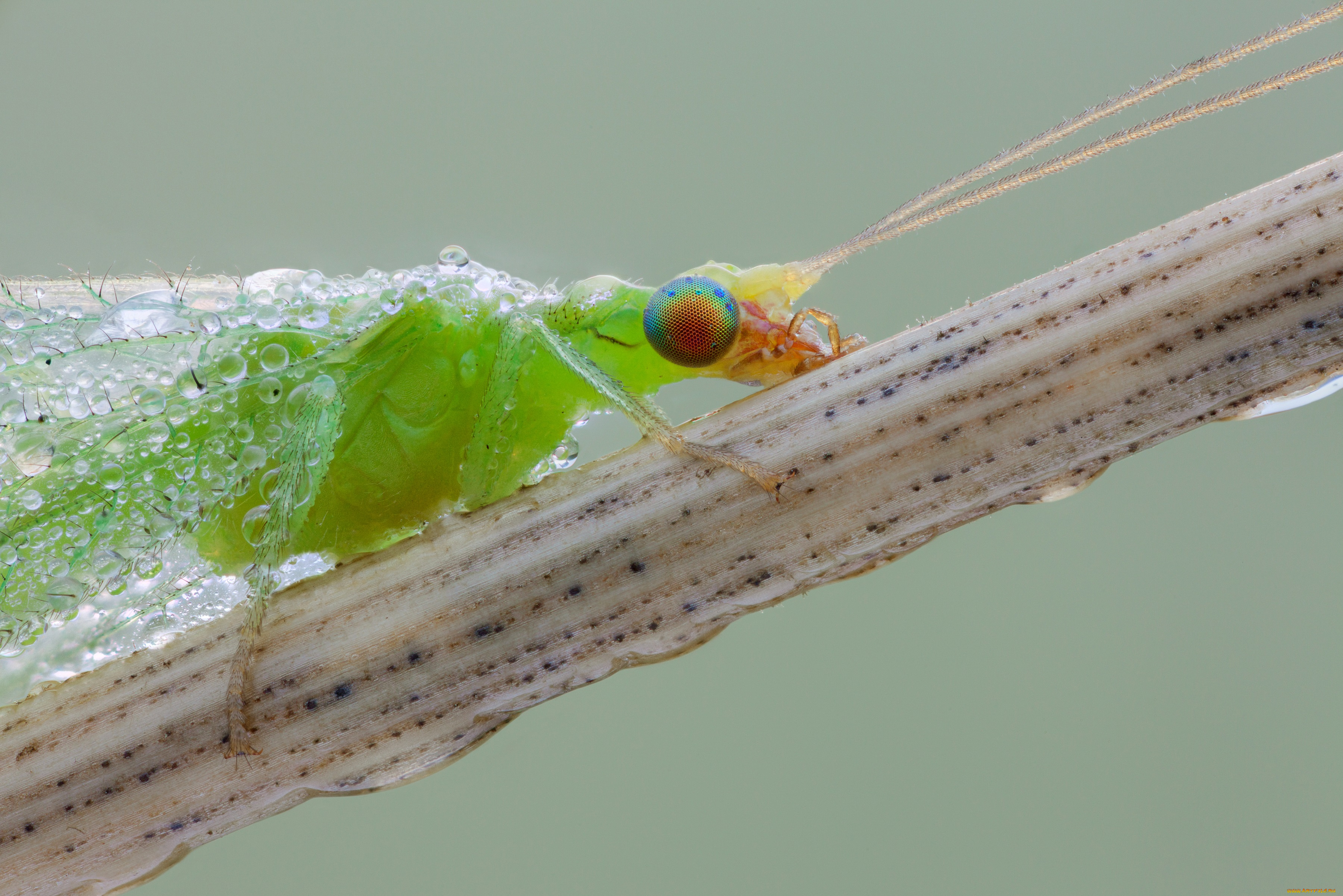 животные, насекомые, насекомое, златоглазка, травинка, фон