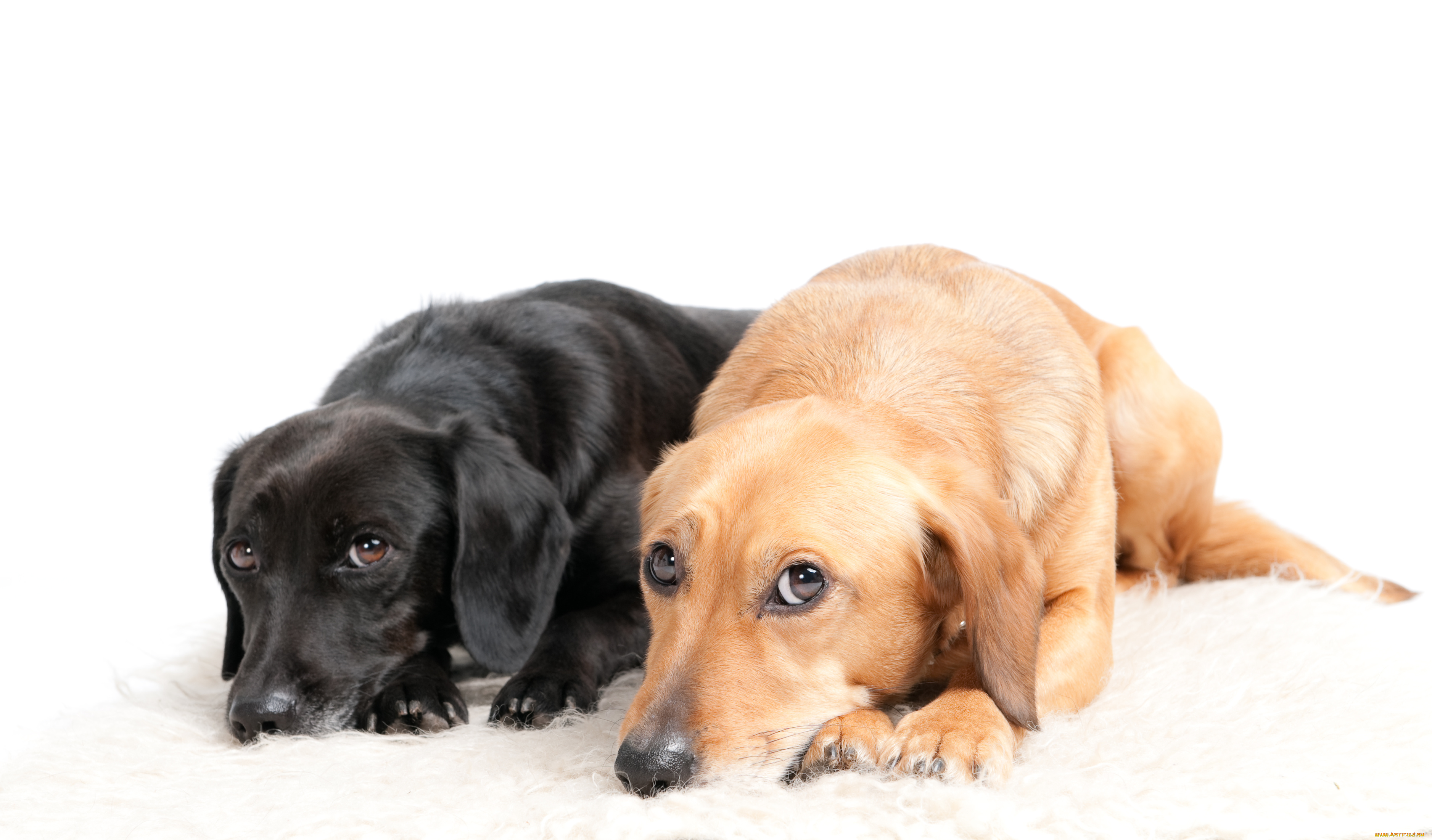 животные, собаки, dogs