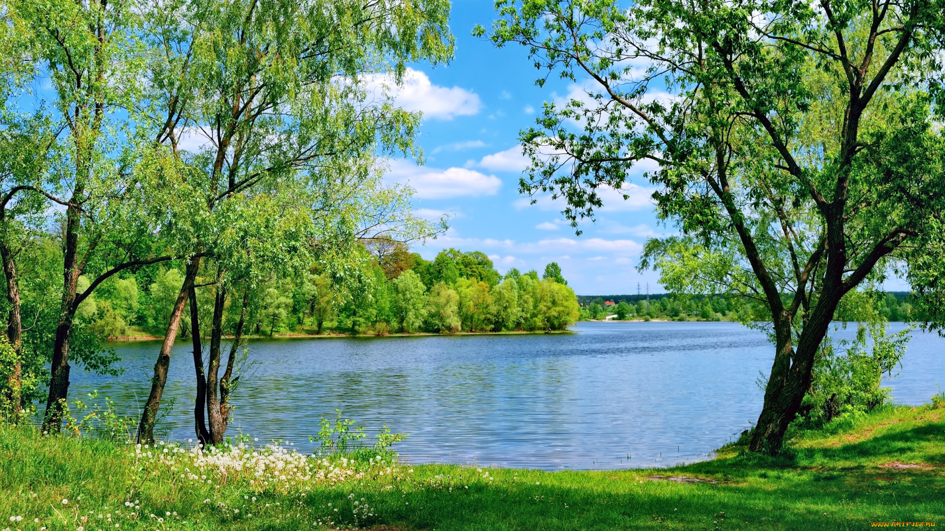 природа, реки, озера, деревья, трава, зелень, озеро, лето, одуванчики