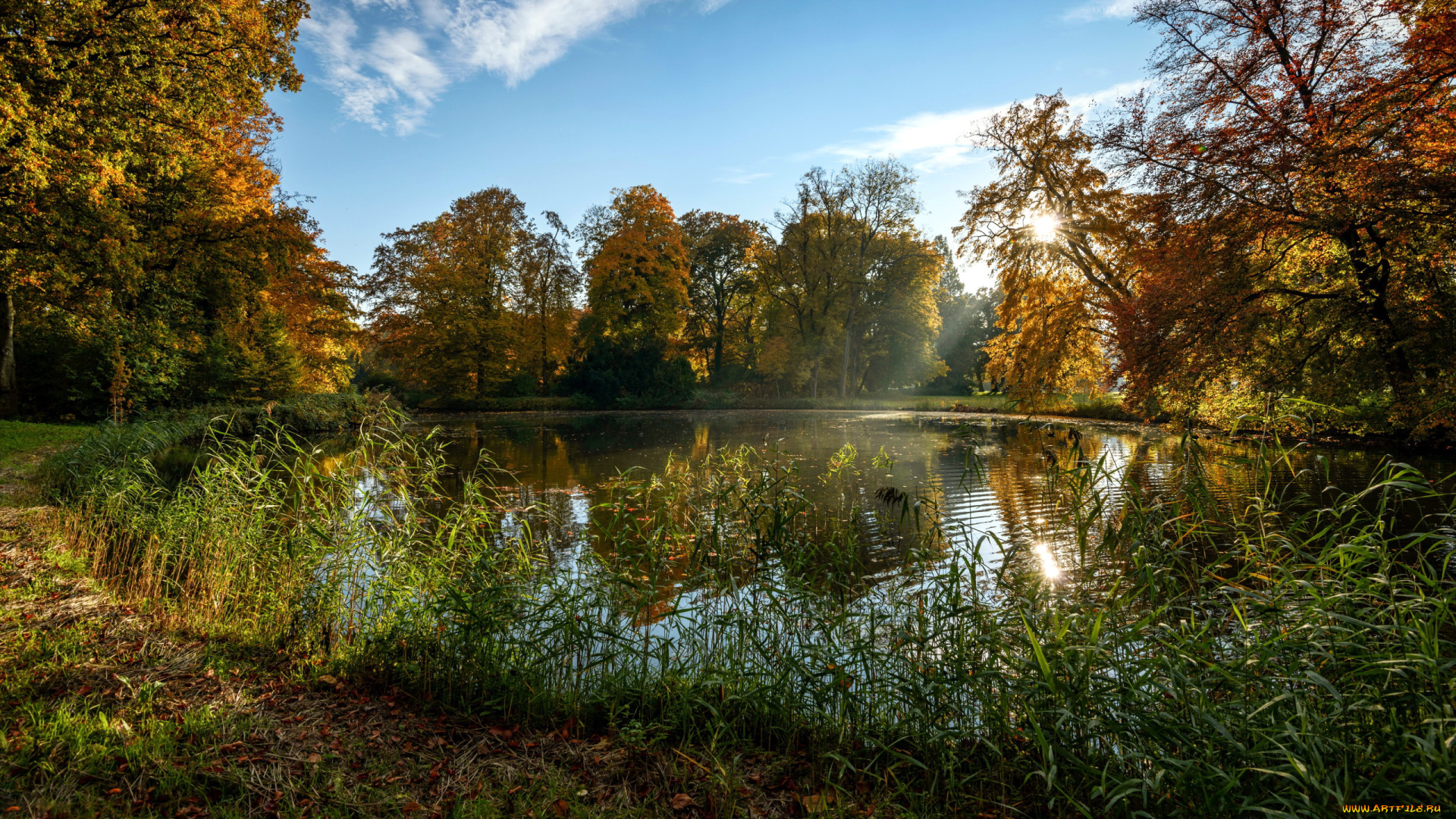 природа, реки, озера, пруд, деревья