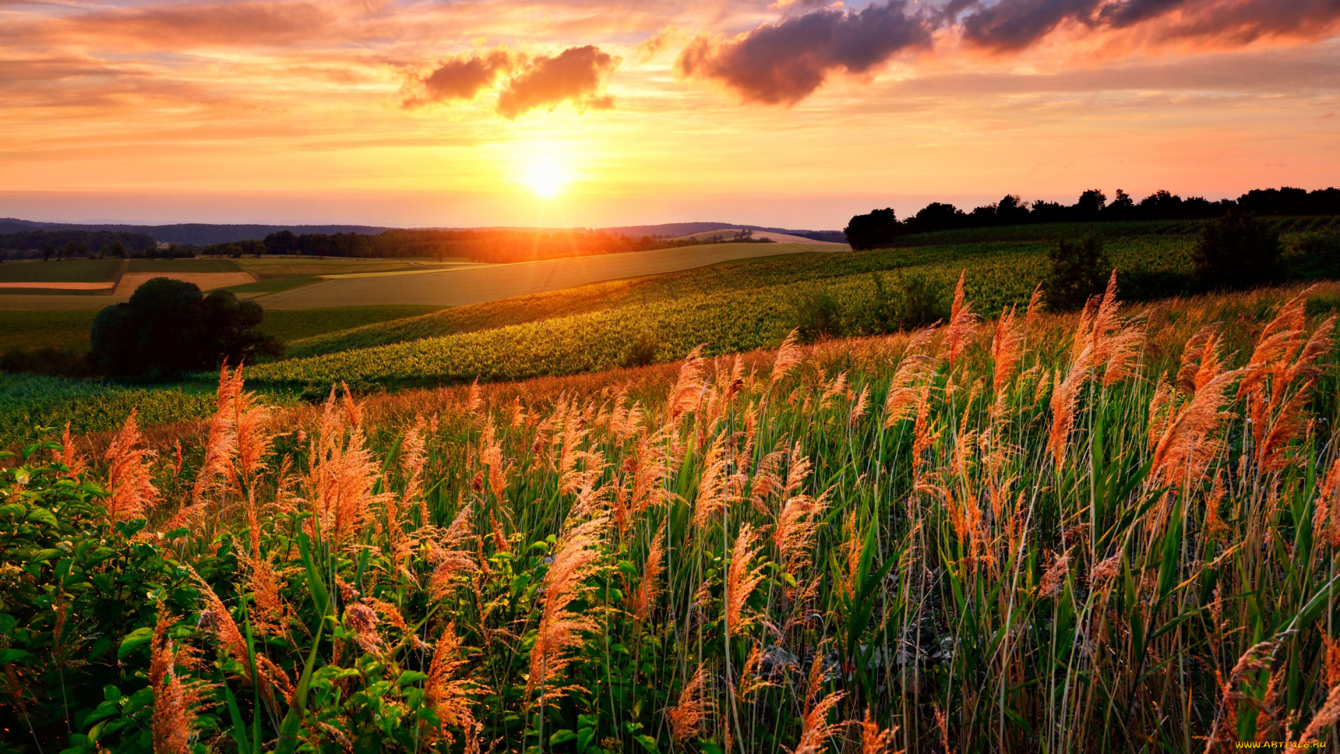 природа, восходы, закаты, поле, трава, закат