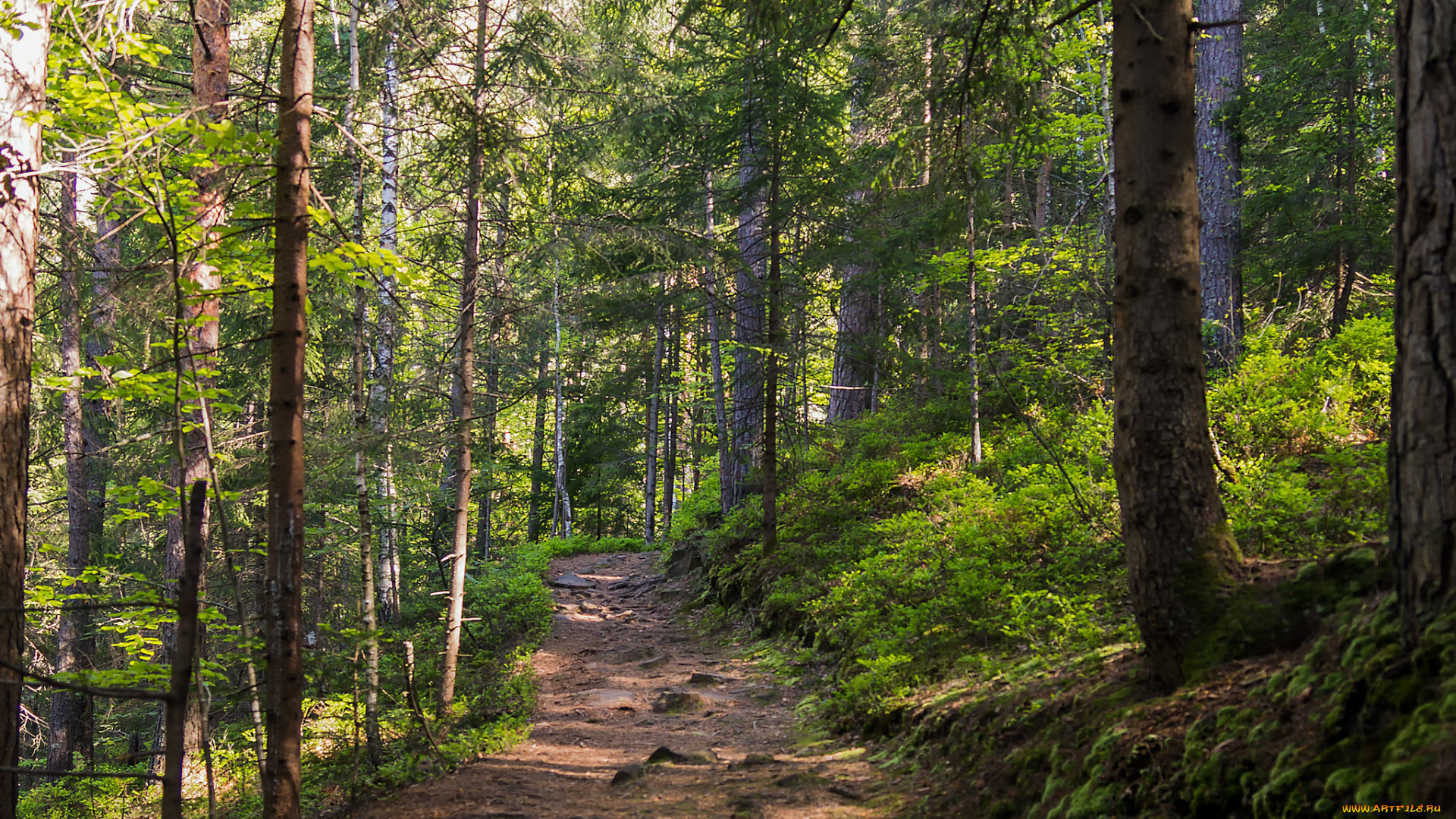 природа, дороги, тракт