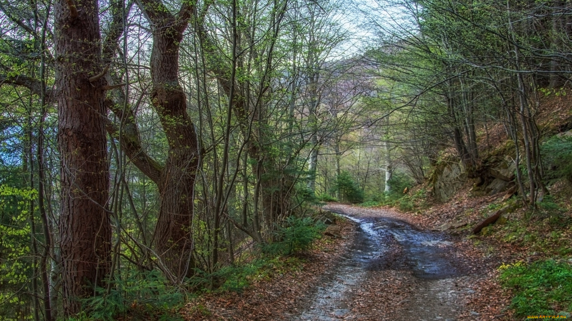 природа, дороги, тракт