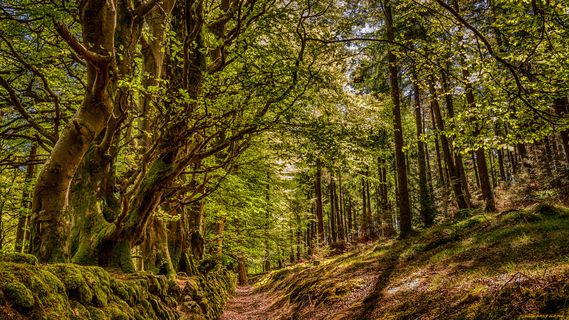 природа, лес, деревья