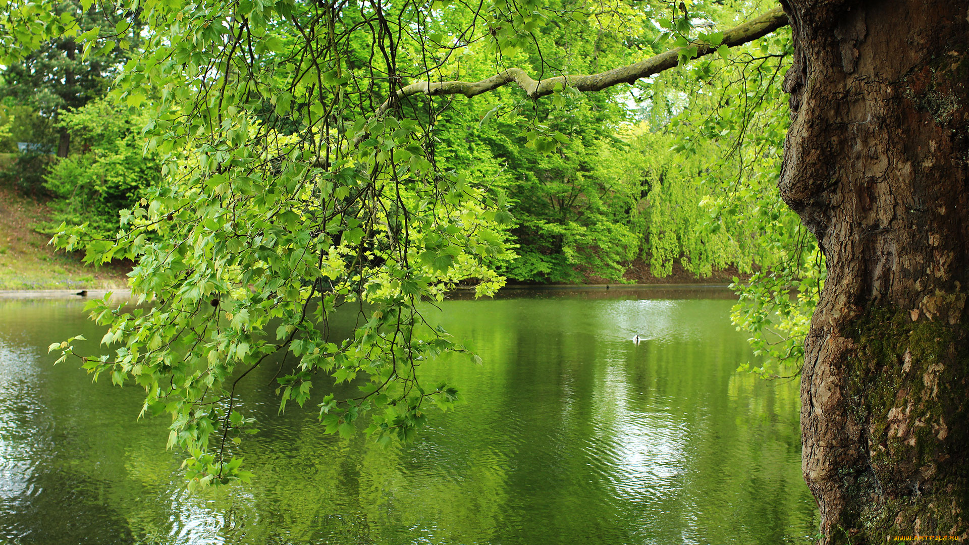 природа, реки, озера, лес, река