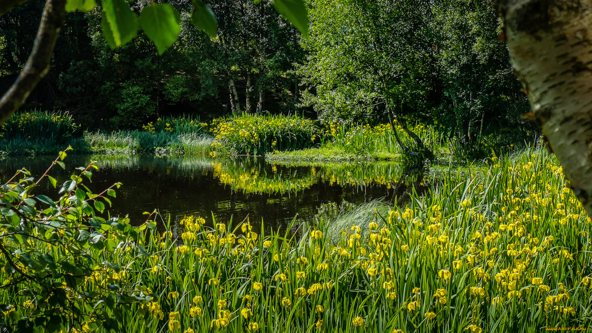 природа, реки, озера, лес, река