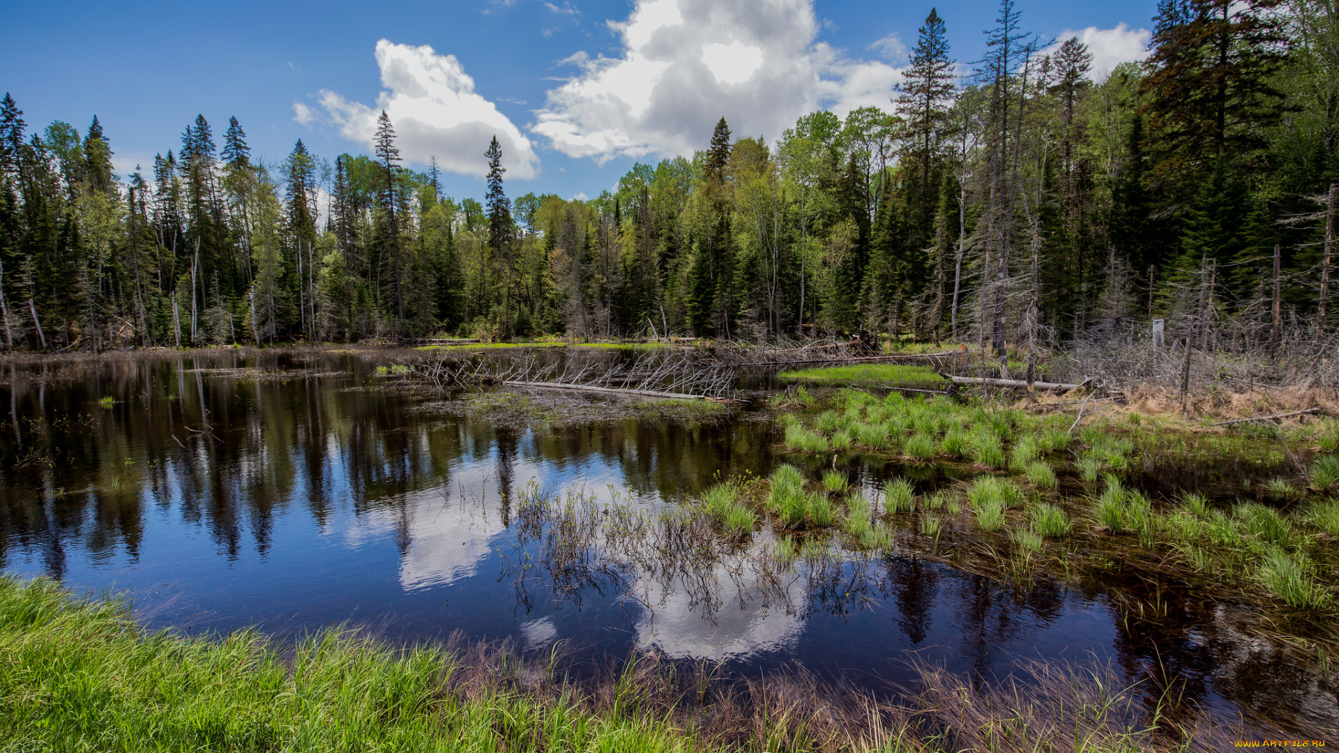природа, реки, озера, река, лес