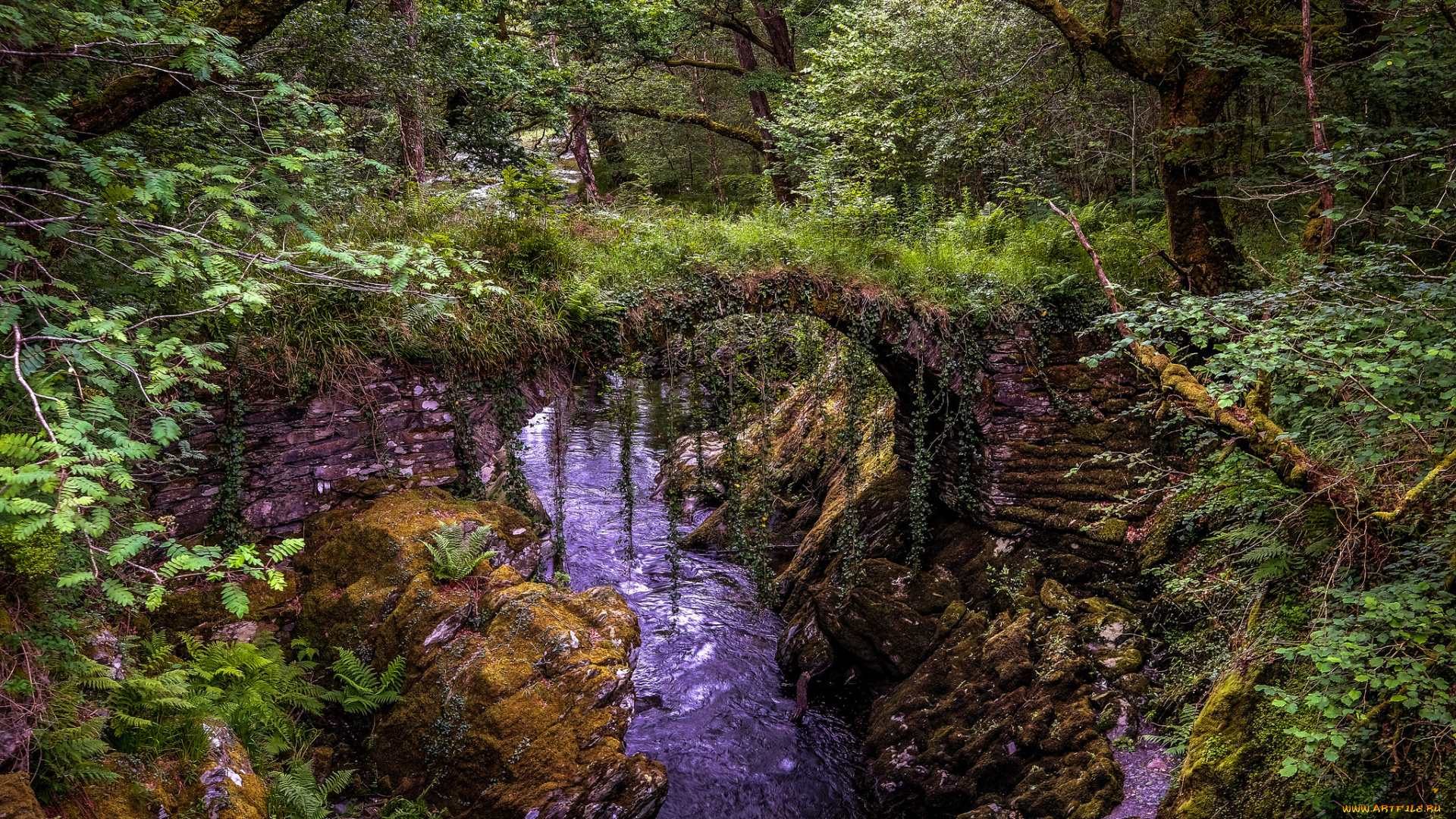 природа, реки, озера, река, лес