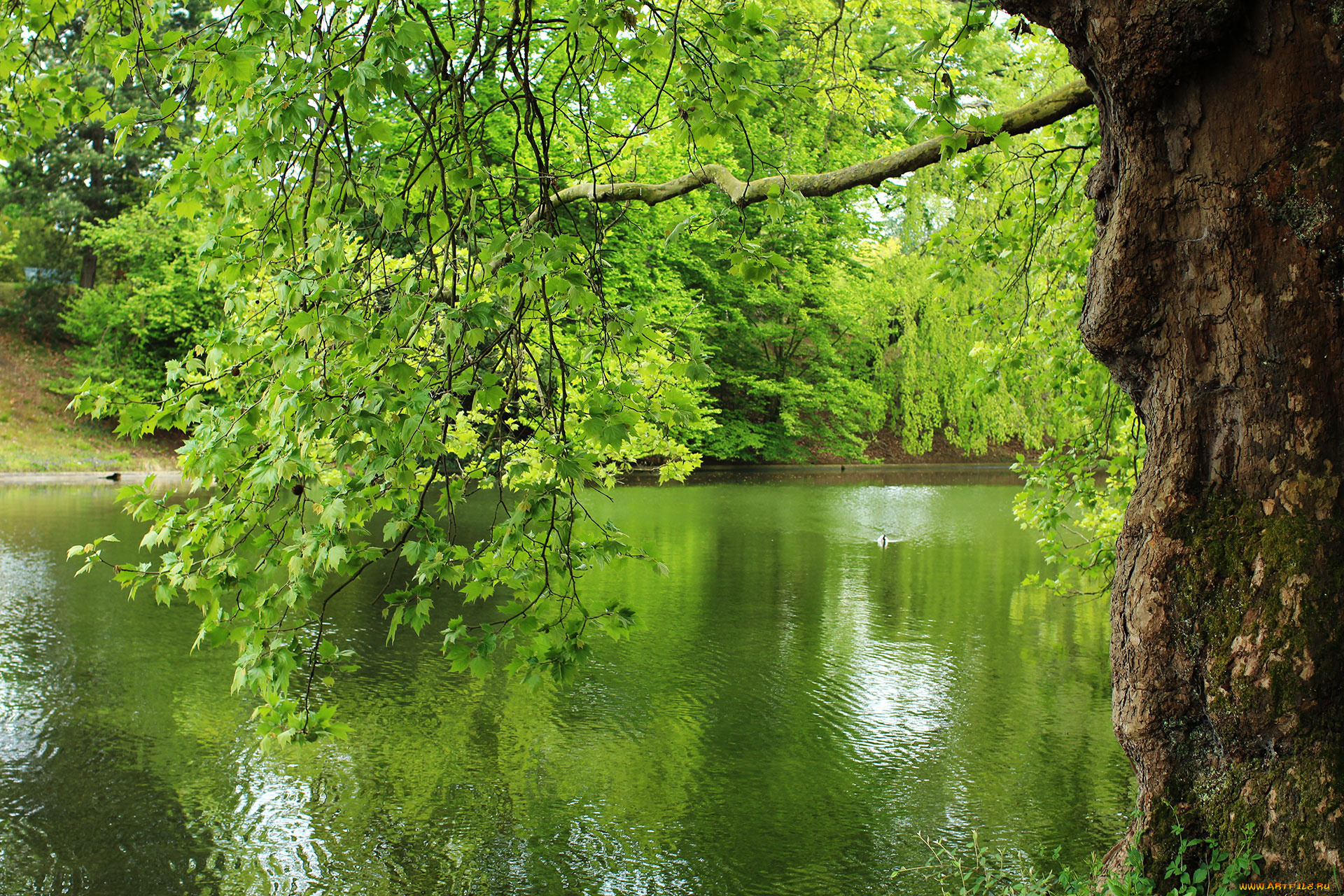 природа, реки, озера, лес, река