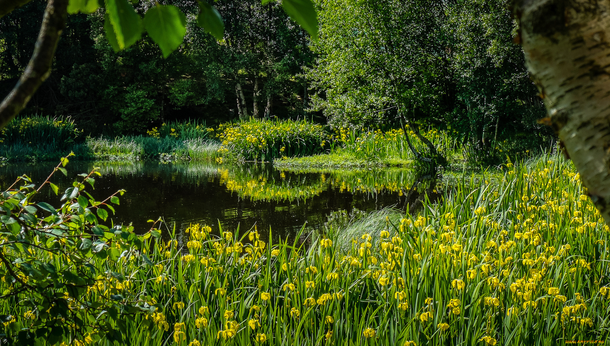 природа, реки, озера, лес, река