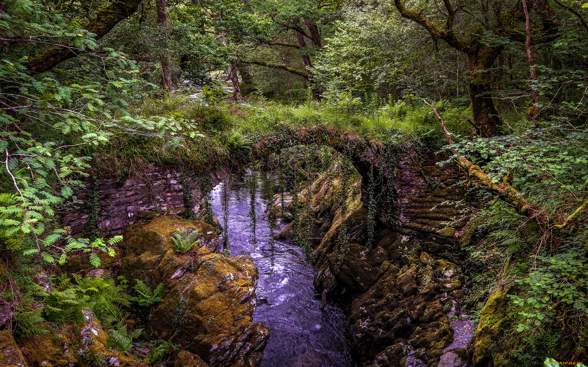 природа, реки, озера, река, лес