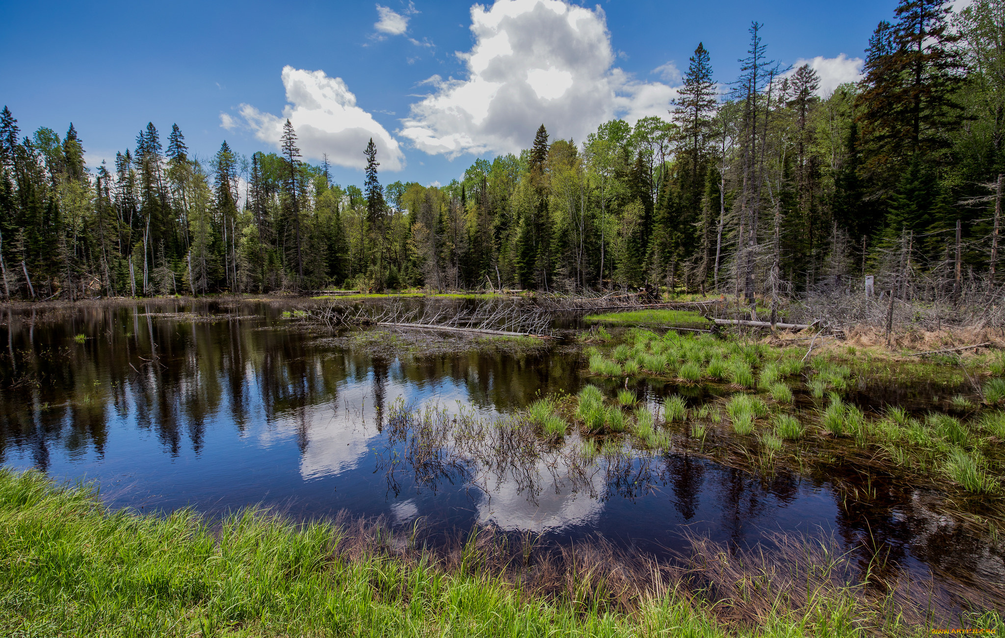 природа, реки, озера, река, лес