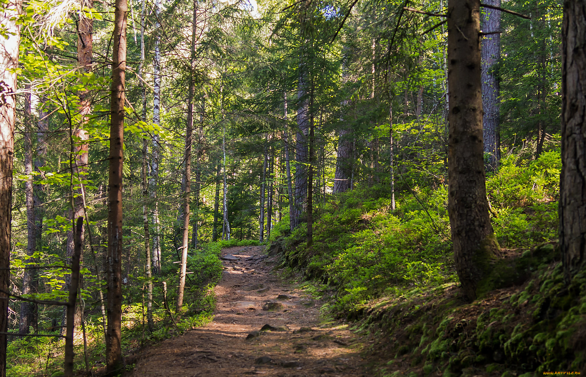 природа, дороги, тракт