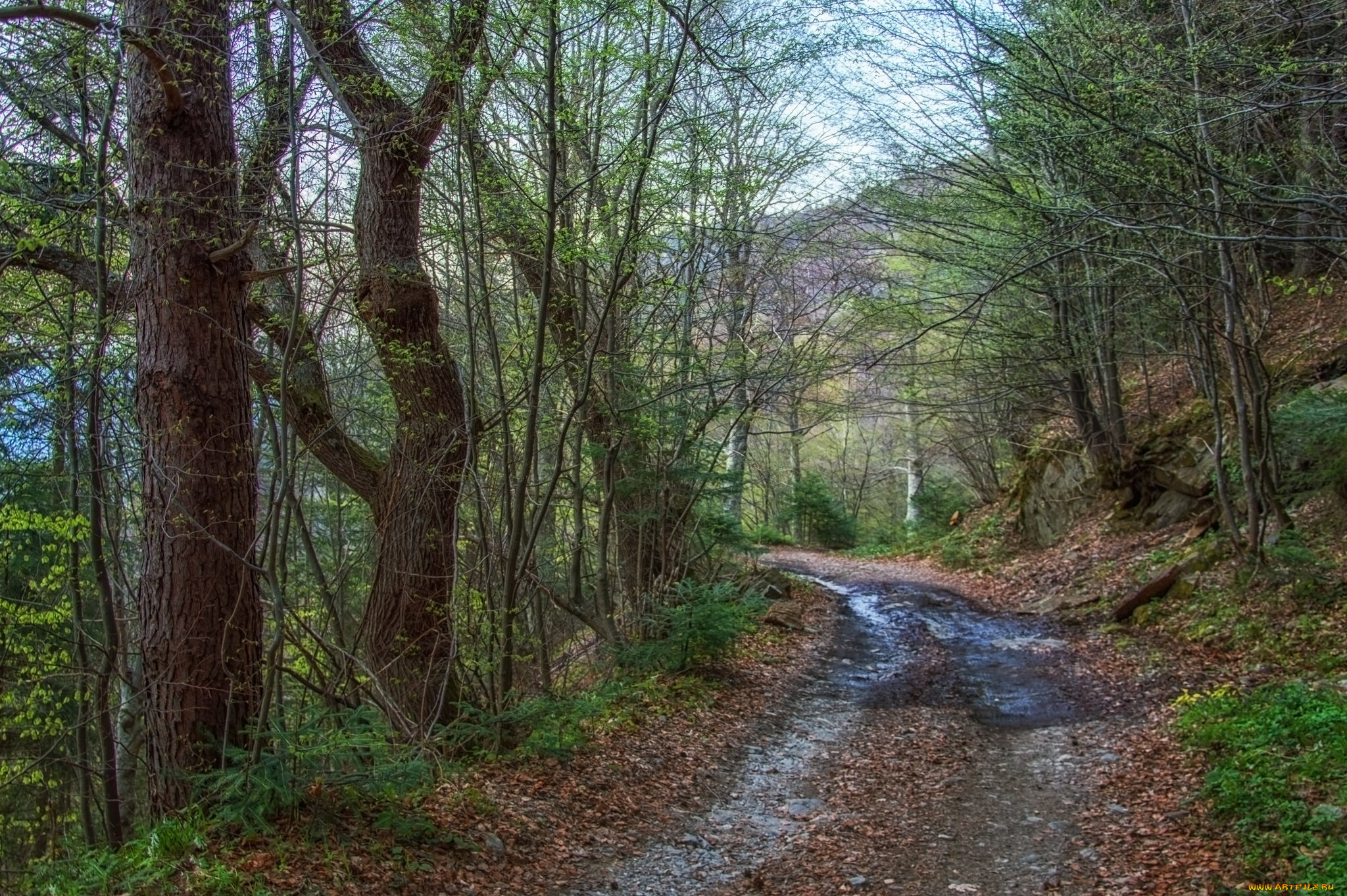 природа, дороги, тракт