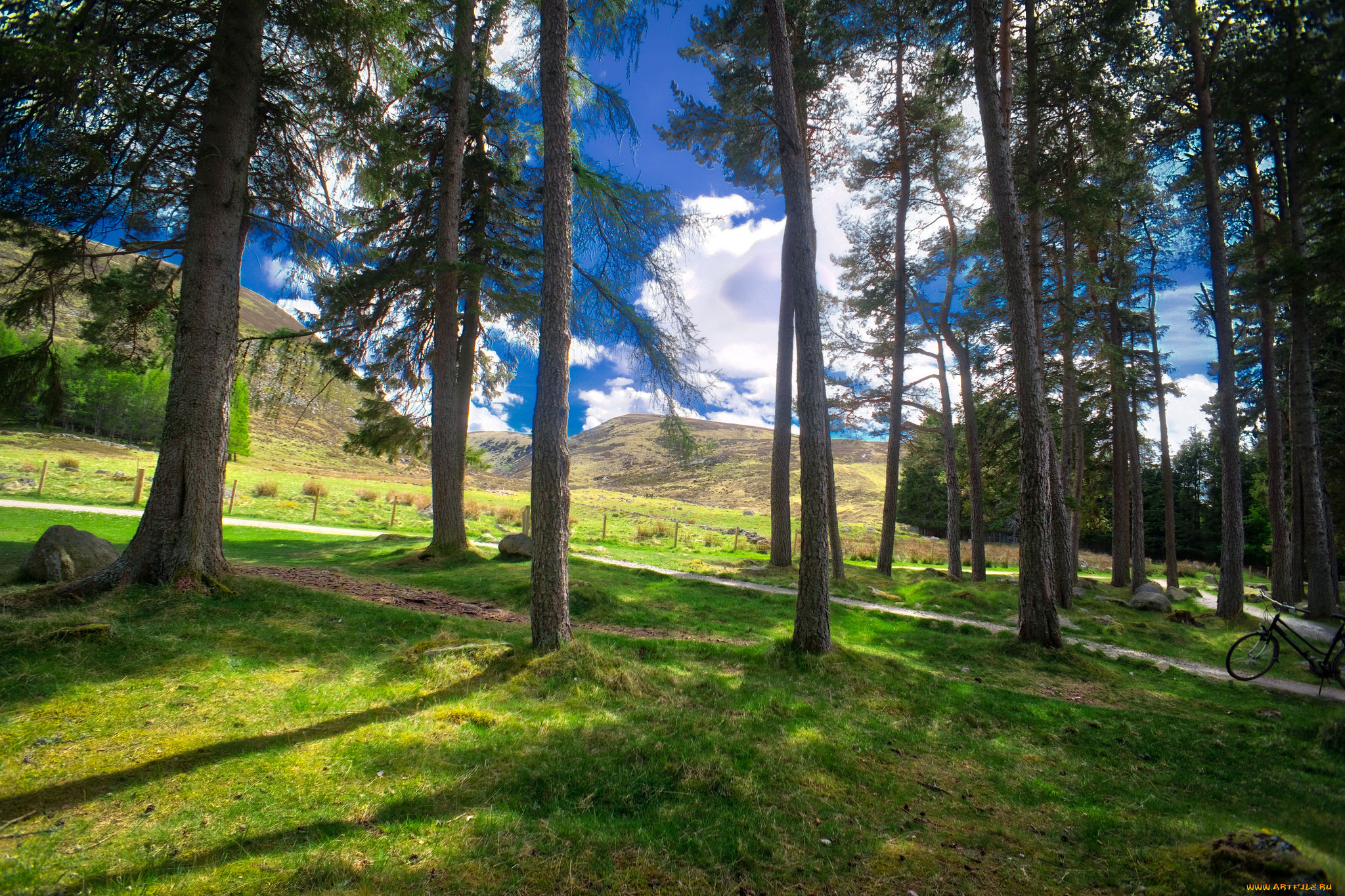 природа, лес, деревья