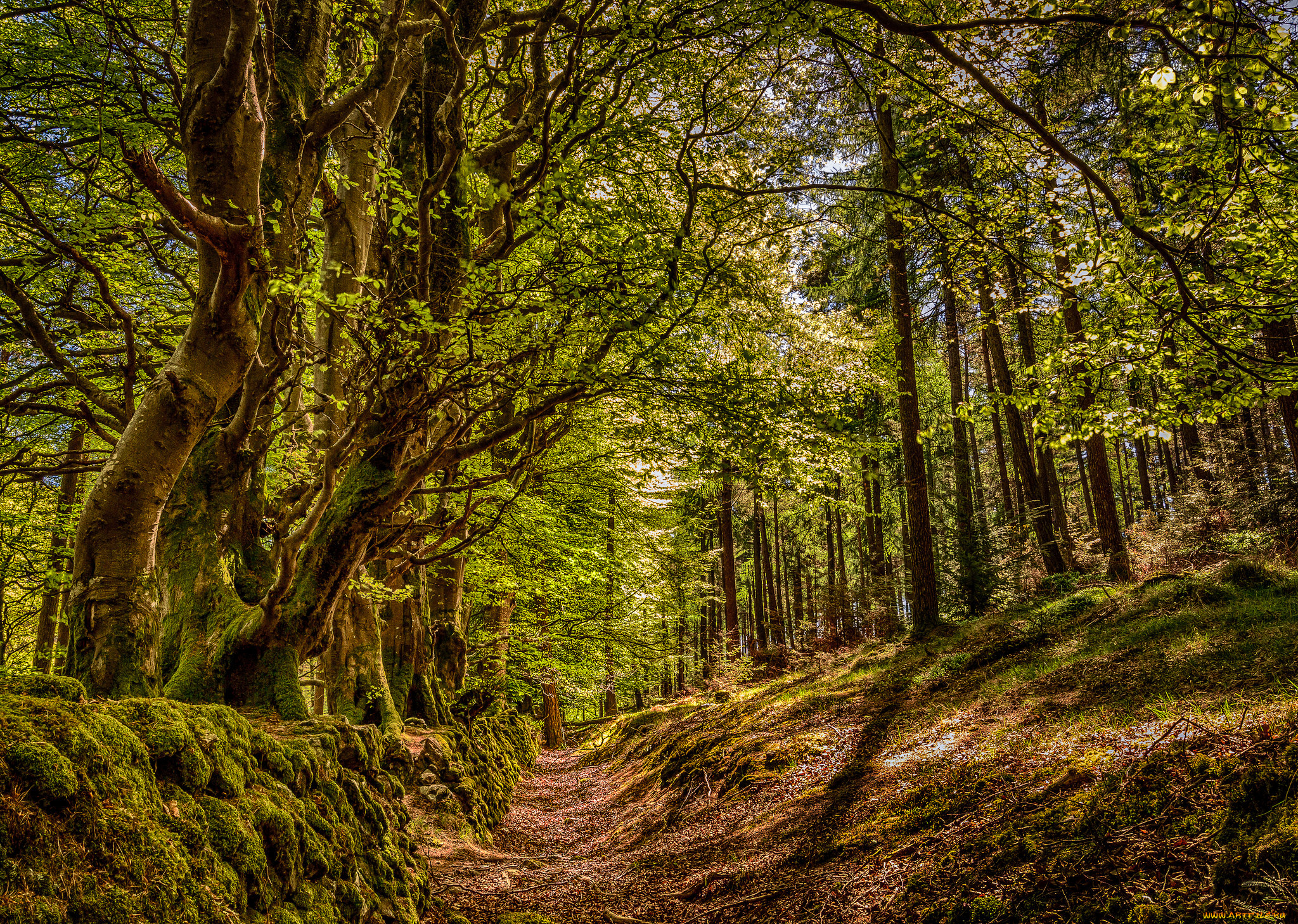 природа, лес, деревья