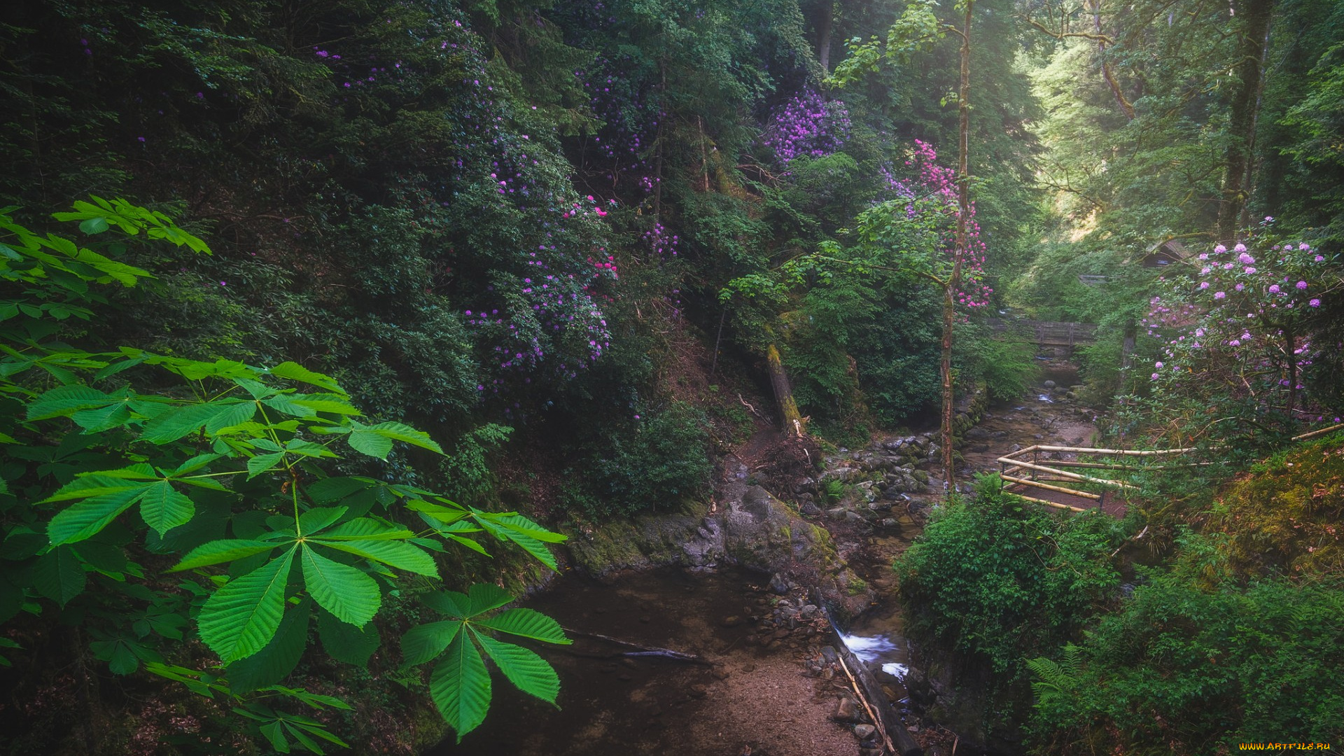 природа, лес, простор