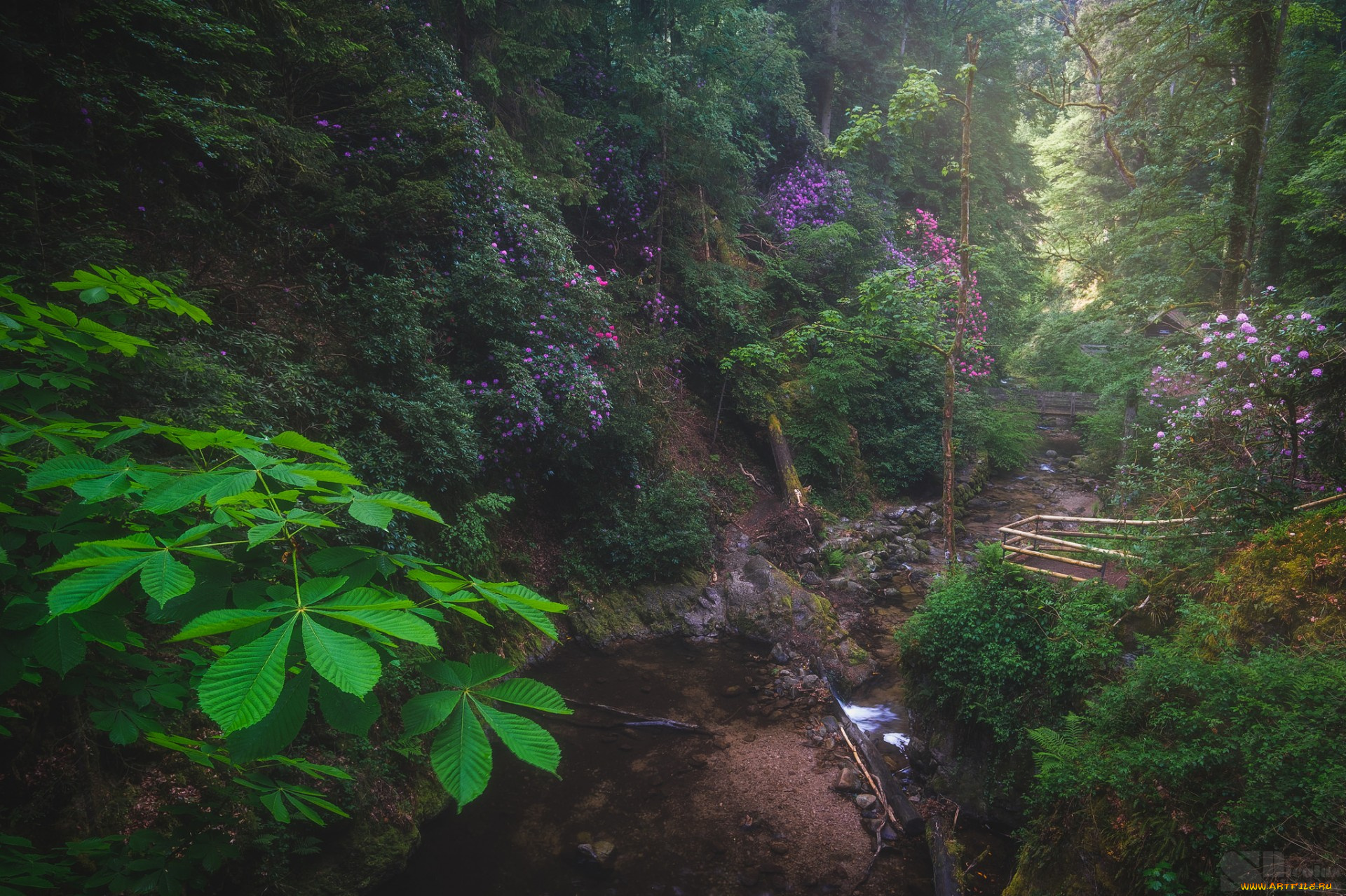 природа, лес, простор