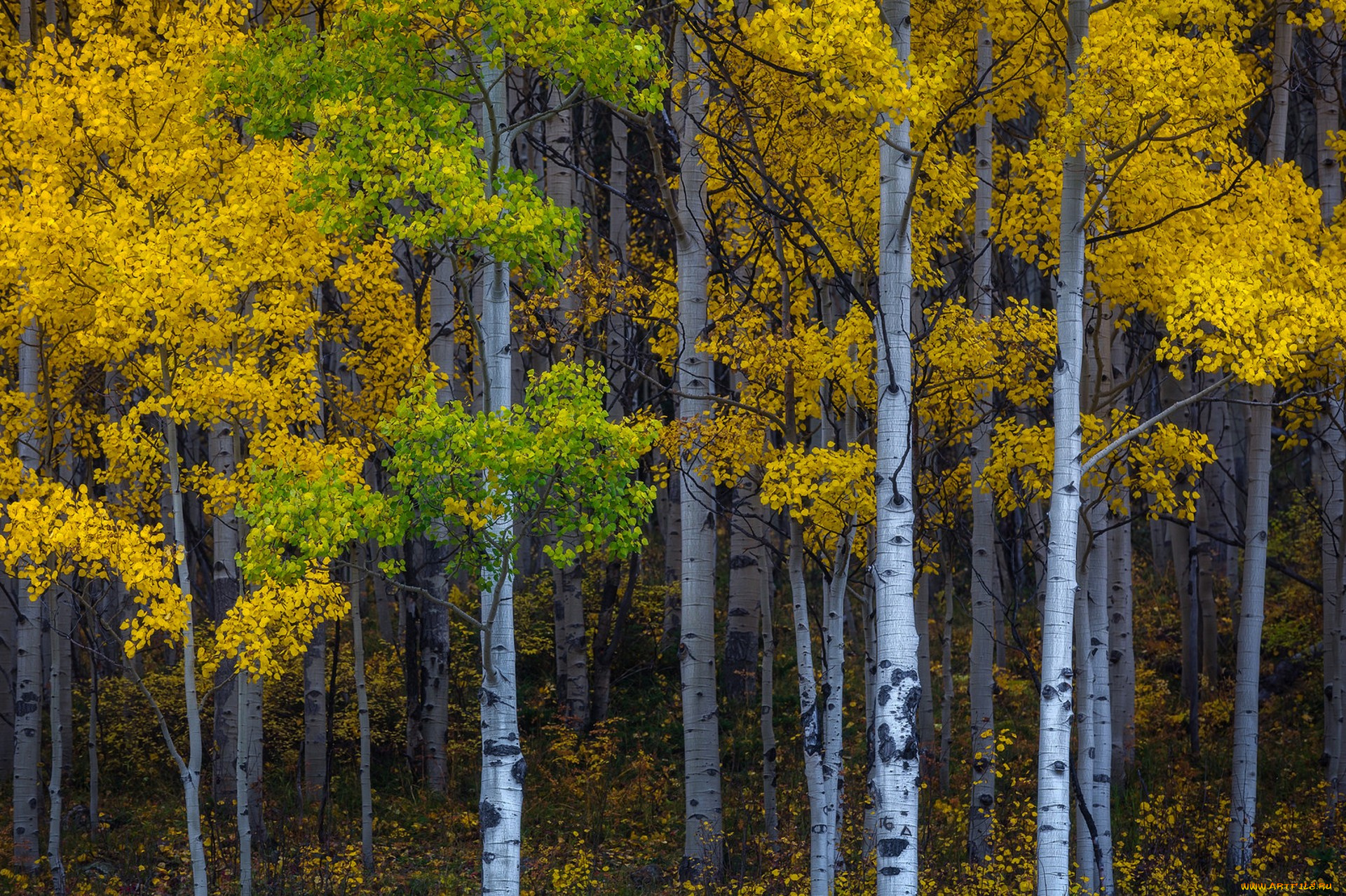 природа, лес, простор